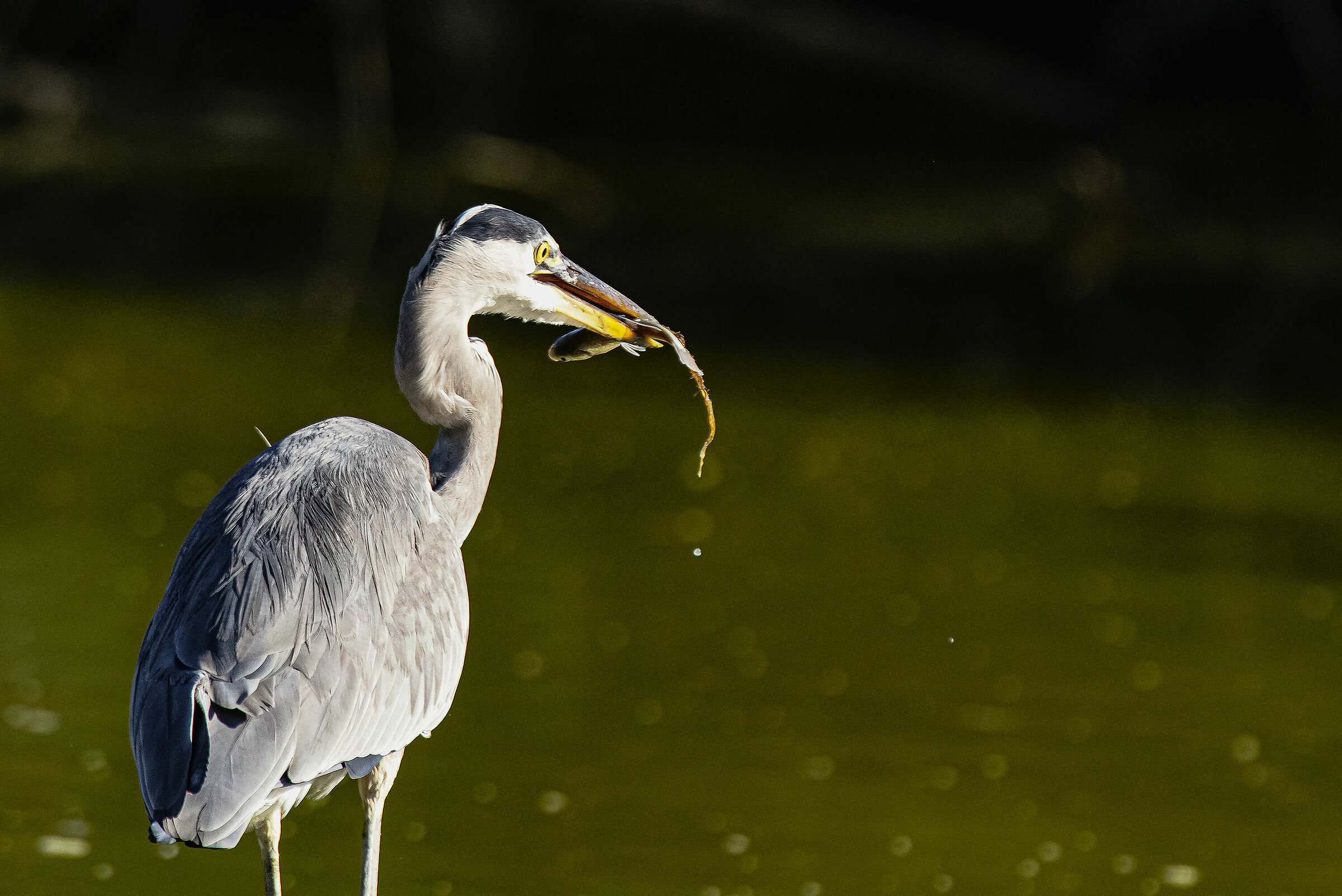 Ardea Cinerea with prey