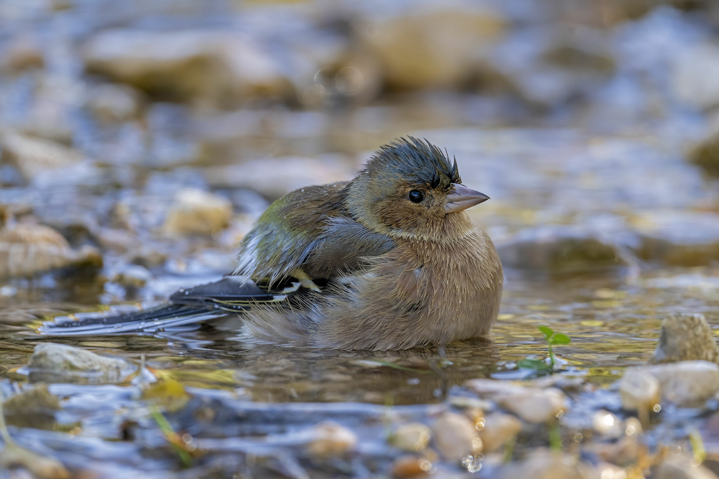 Il bagnetto del fringuello