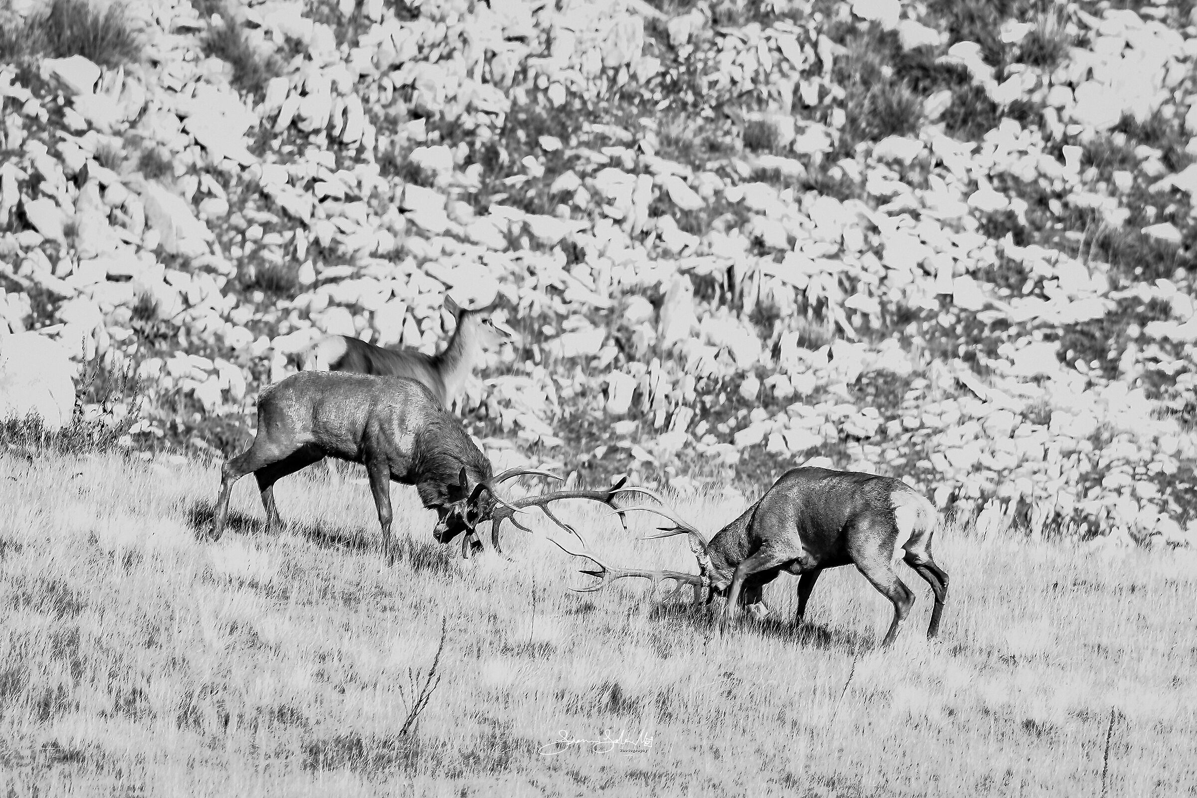 Like in an old western (Cervus elaphus, Linnaeus, 1758)