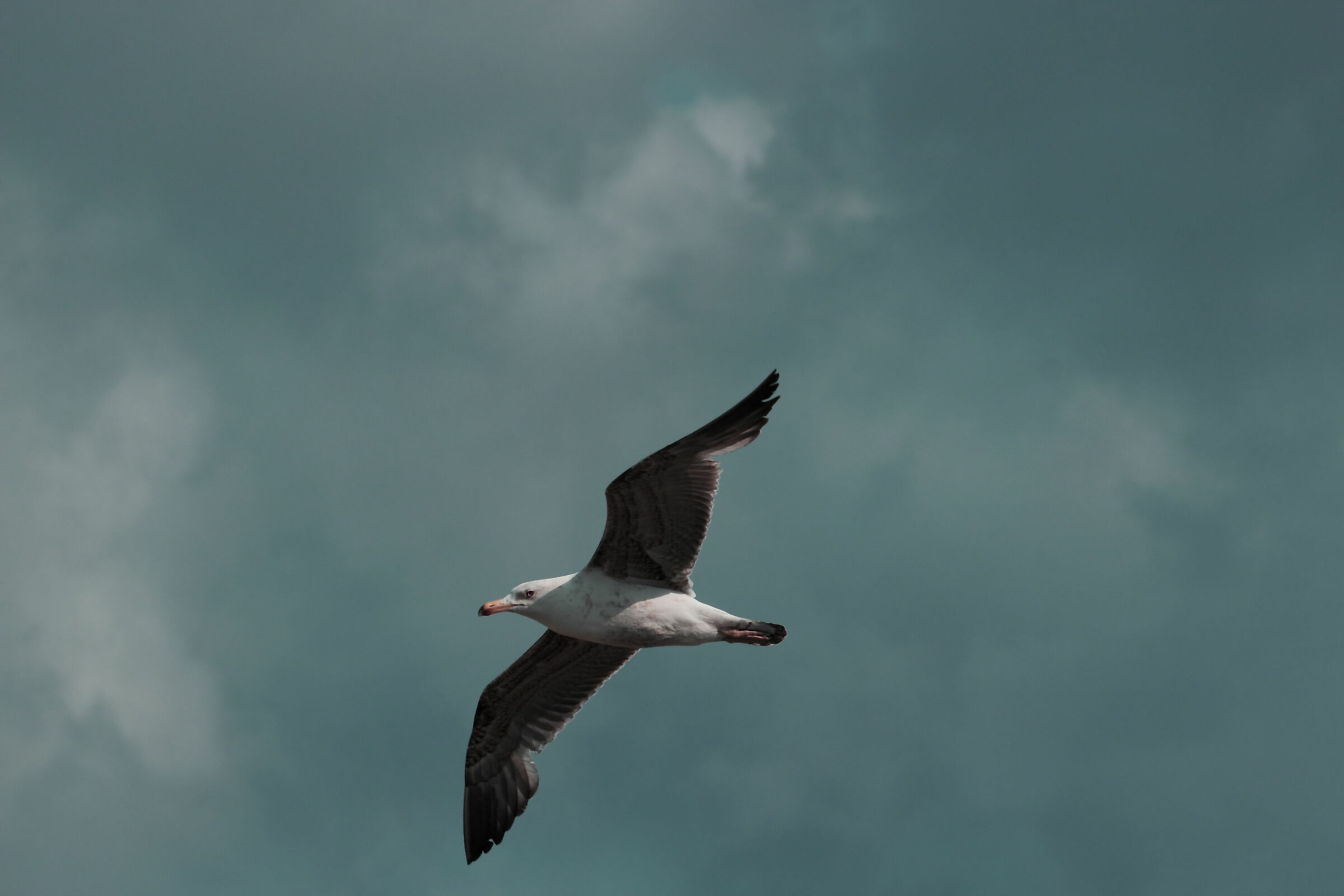 Sulle ali della libertà