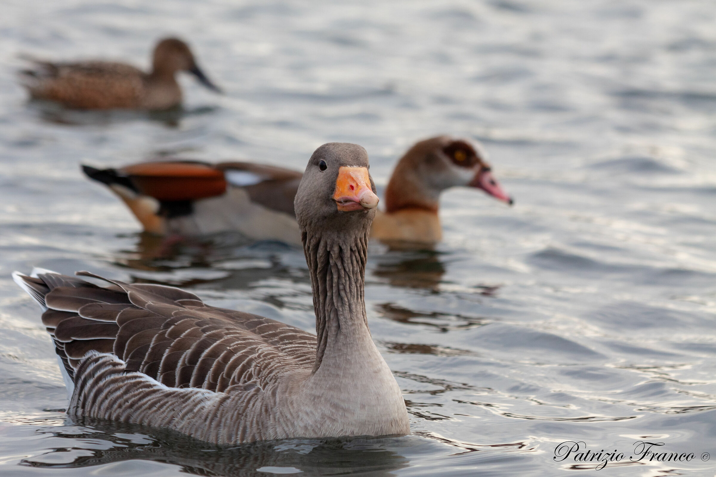 Greylag goose
