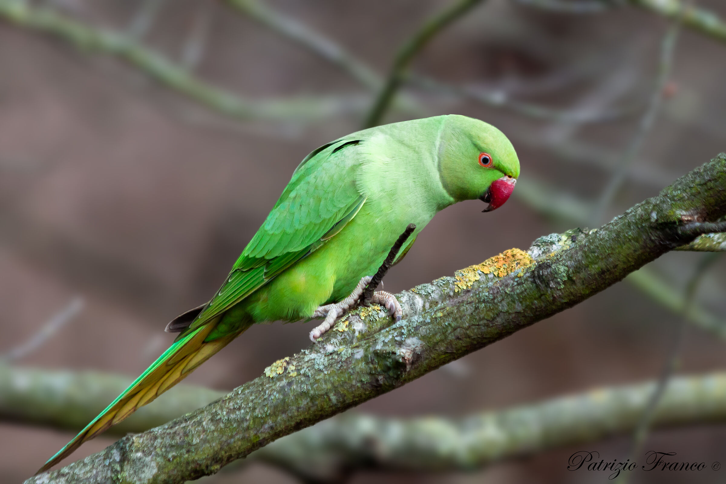 Ring Necked Parakeet Parrot