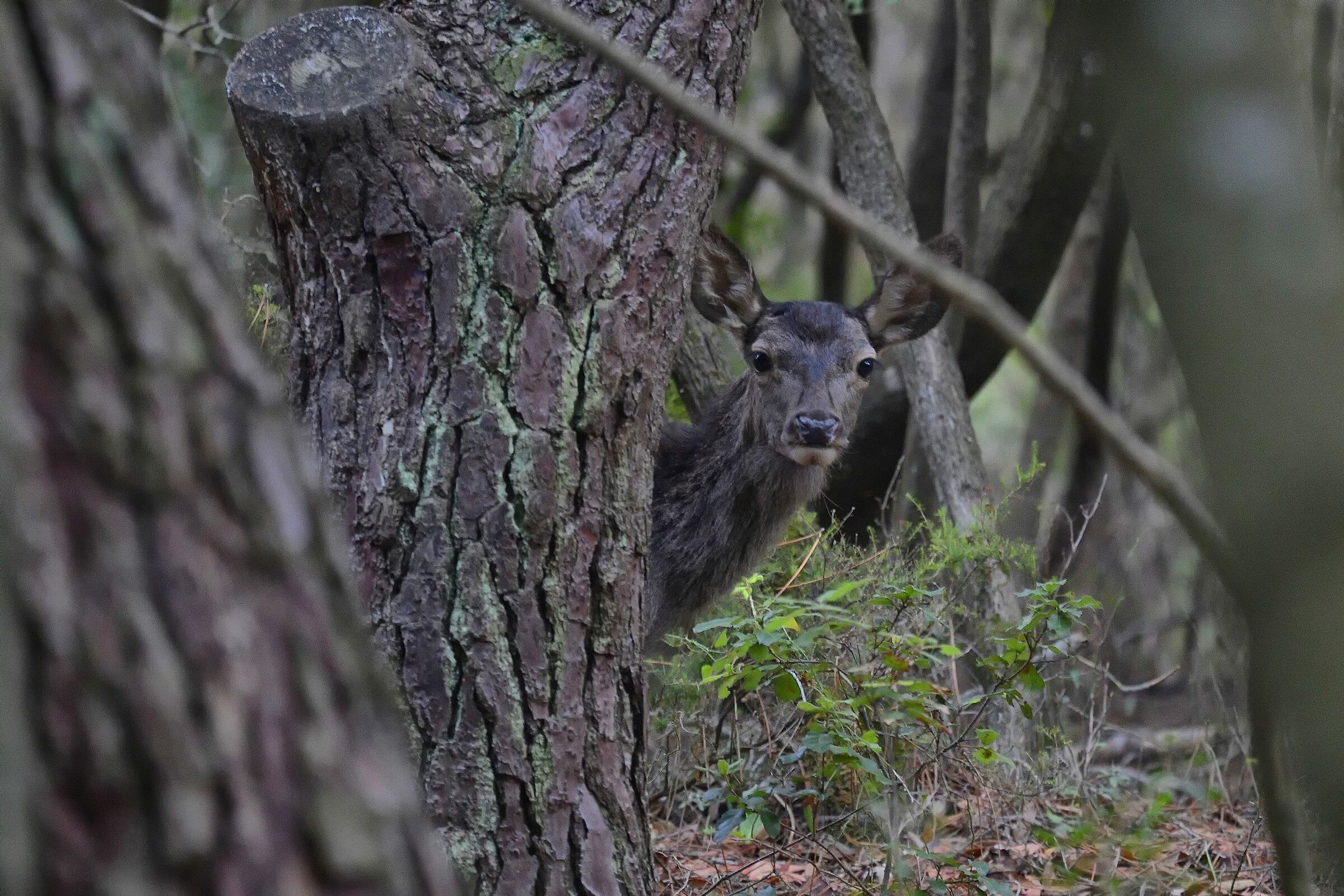 Coa-cervo di alberi, rami, nel bosco