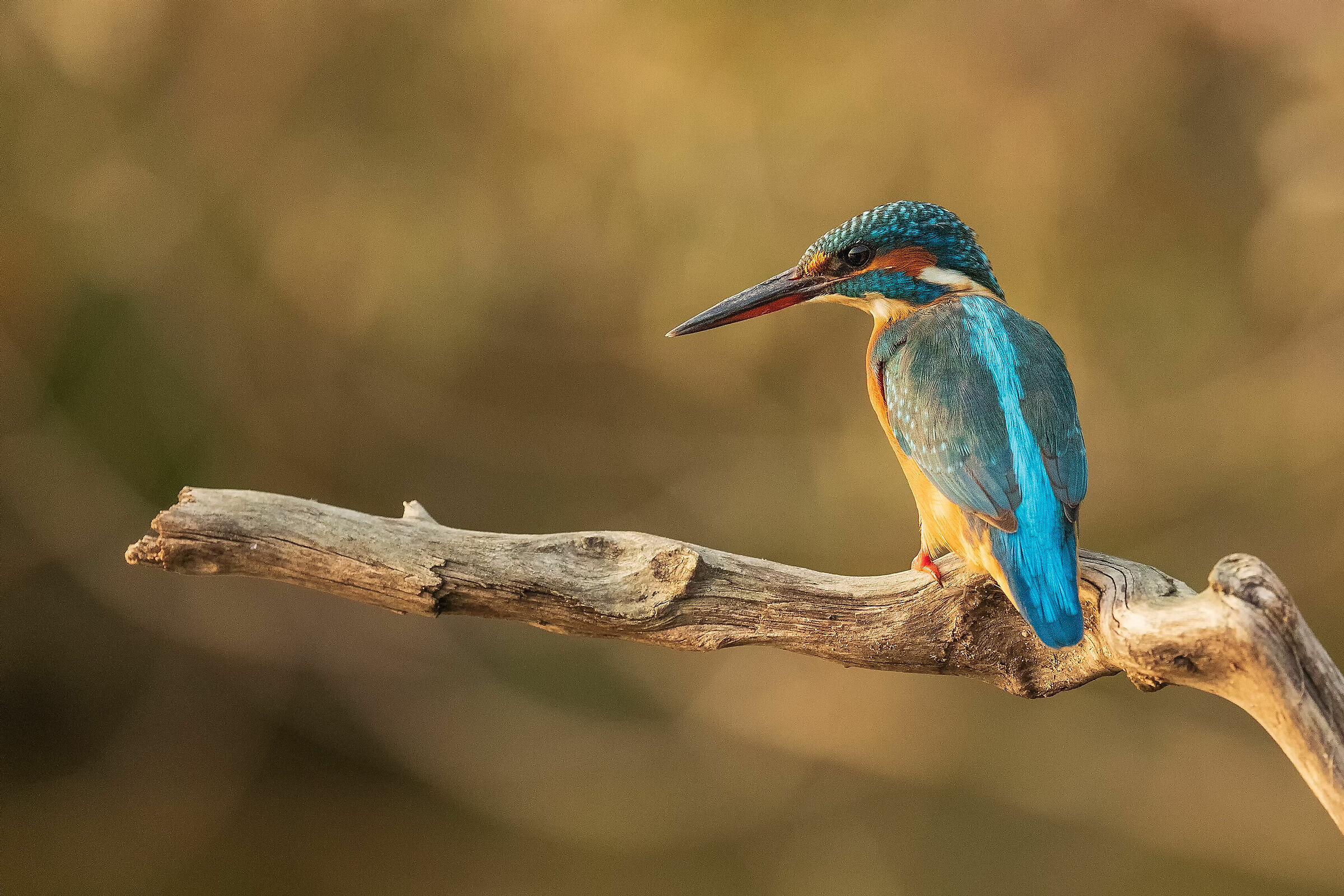 Martin Pescatore femmina