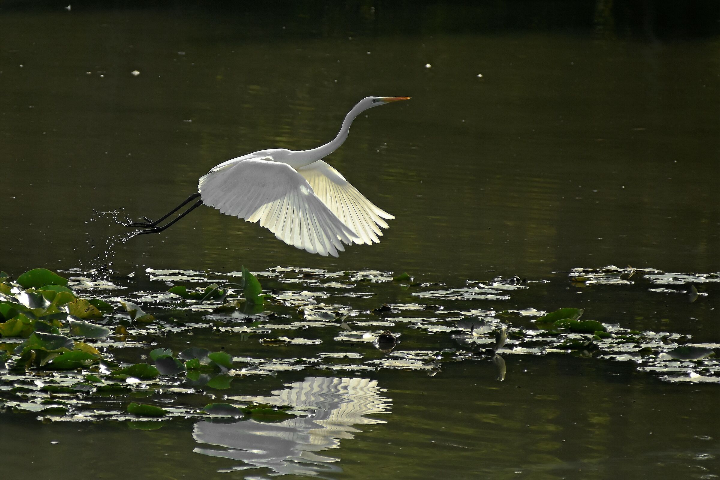 detachment of the major white heron