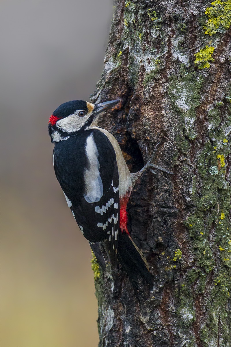 Rosso Maggiore MkIV - II