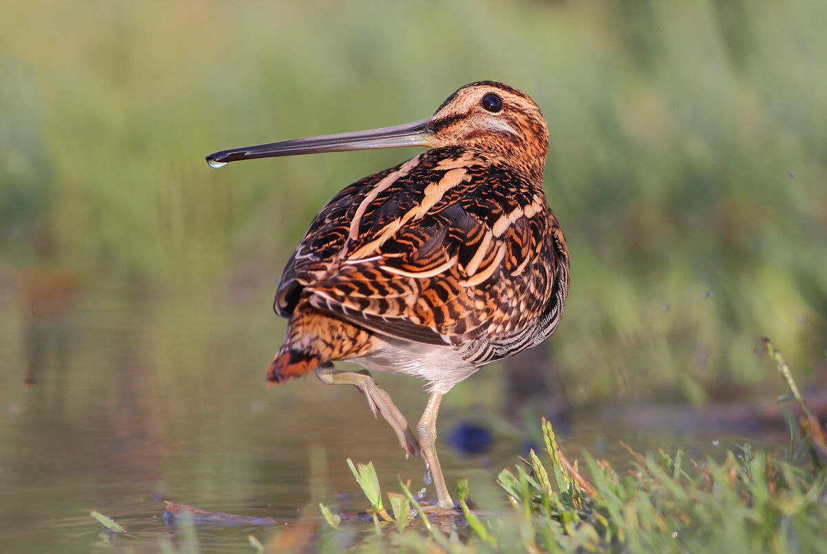 Snipe