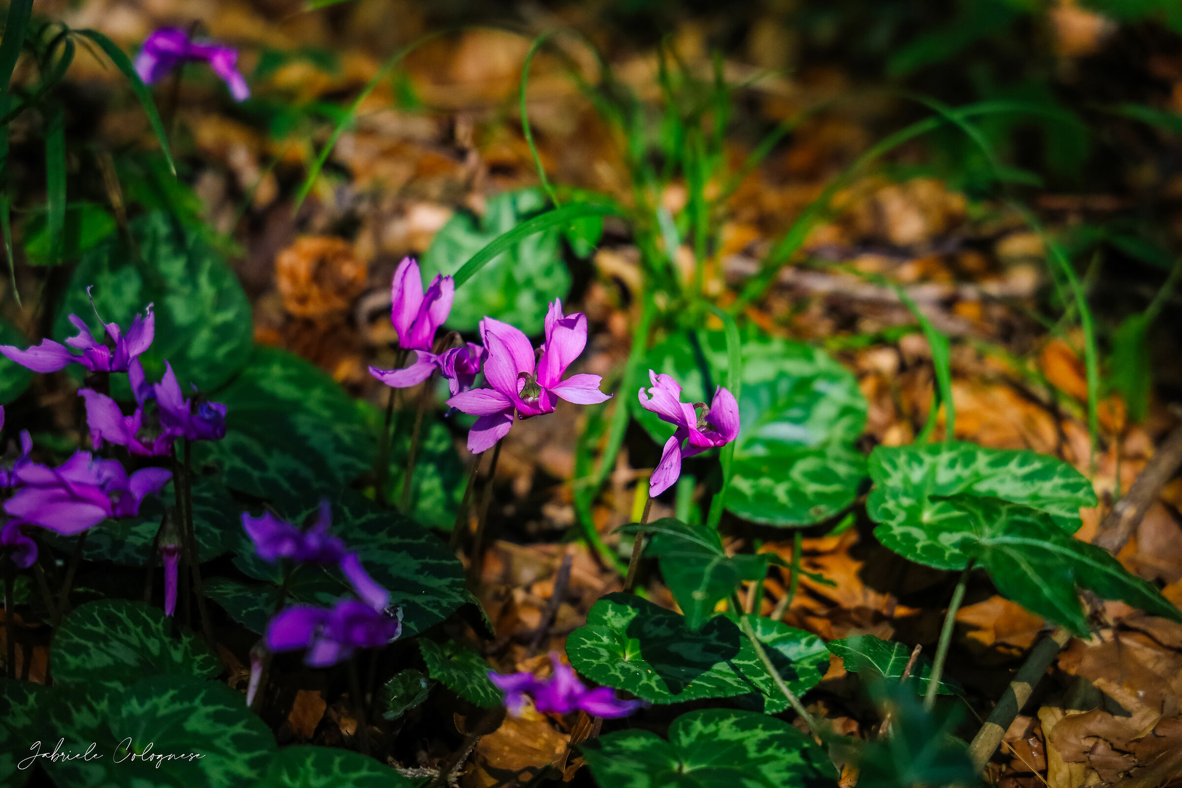 Cogliere l'infinito in un Fiore