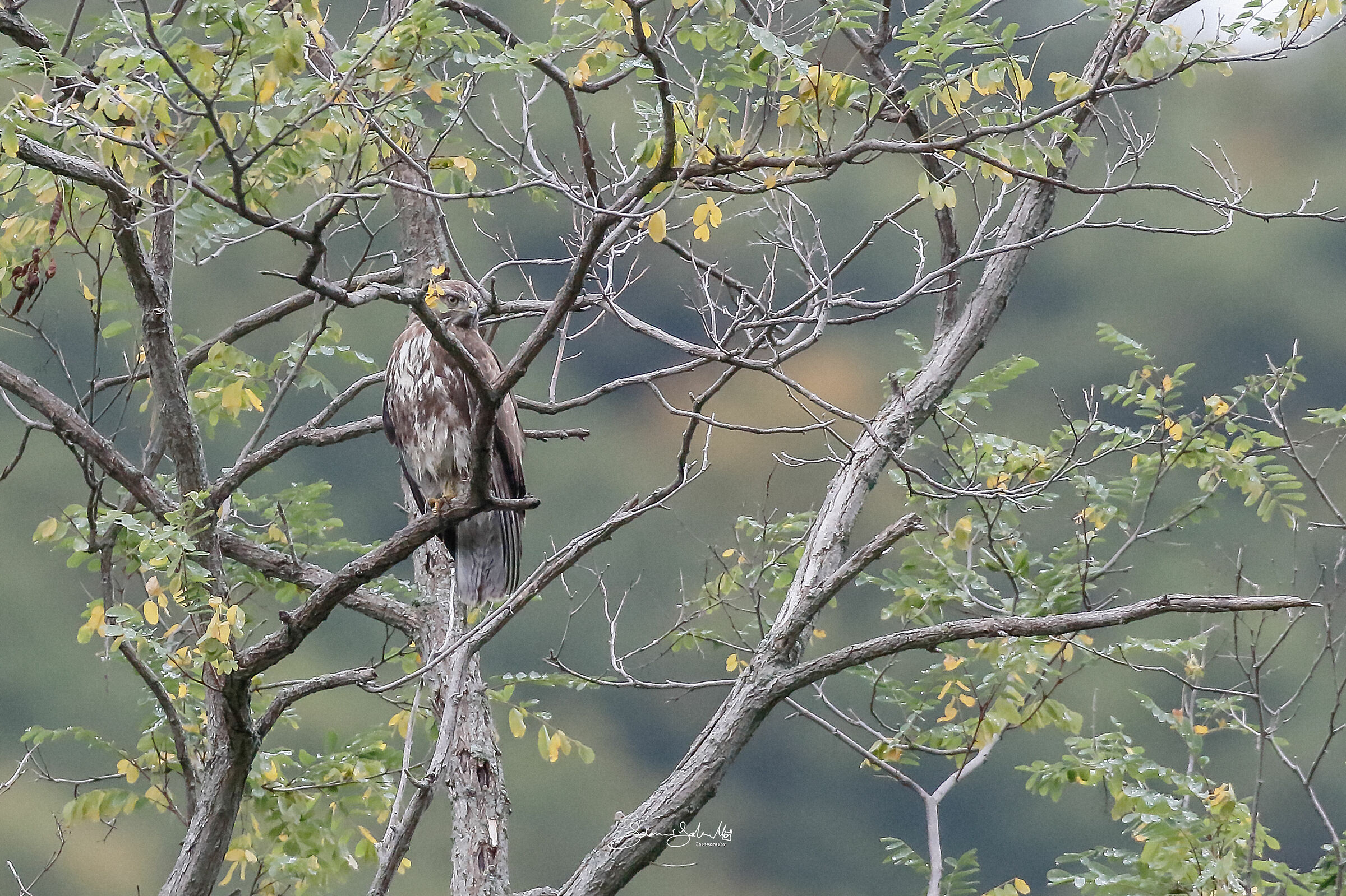 Buzzard's ambush (Buteo buteo, Linnaeus, 1758)