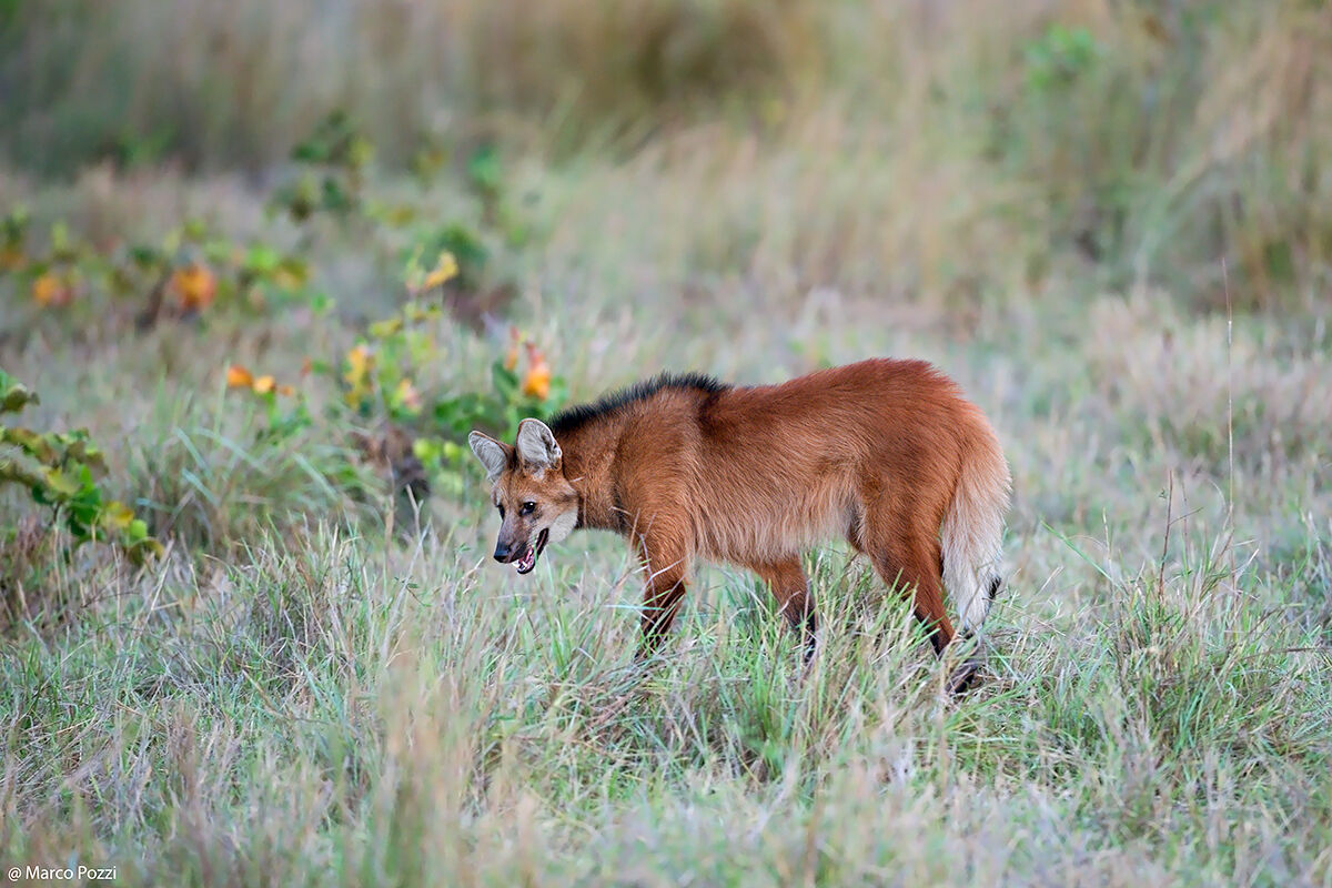 Maned Wolf