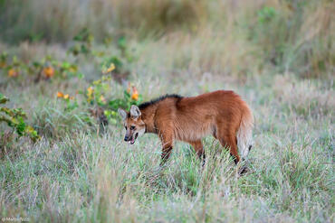 Chrysocyon brachyurus