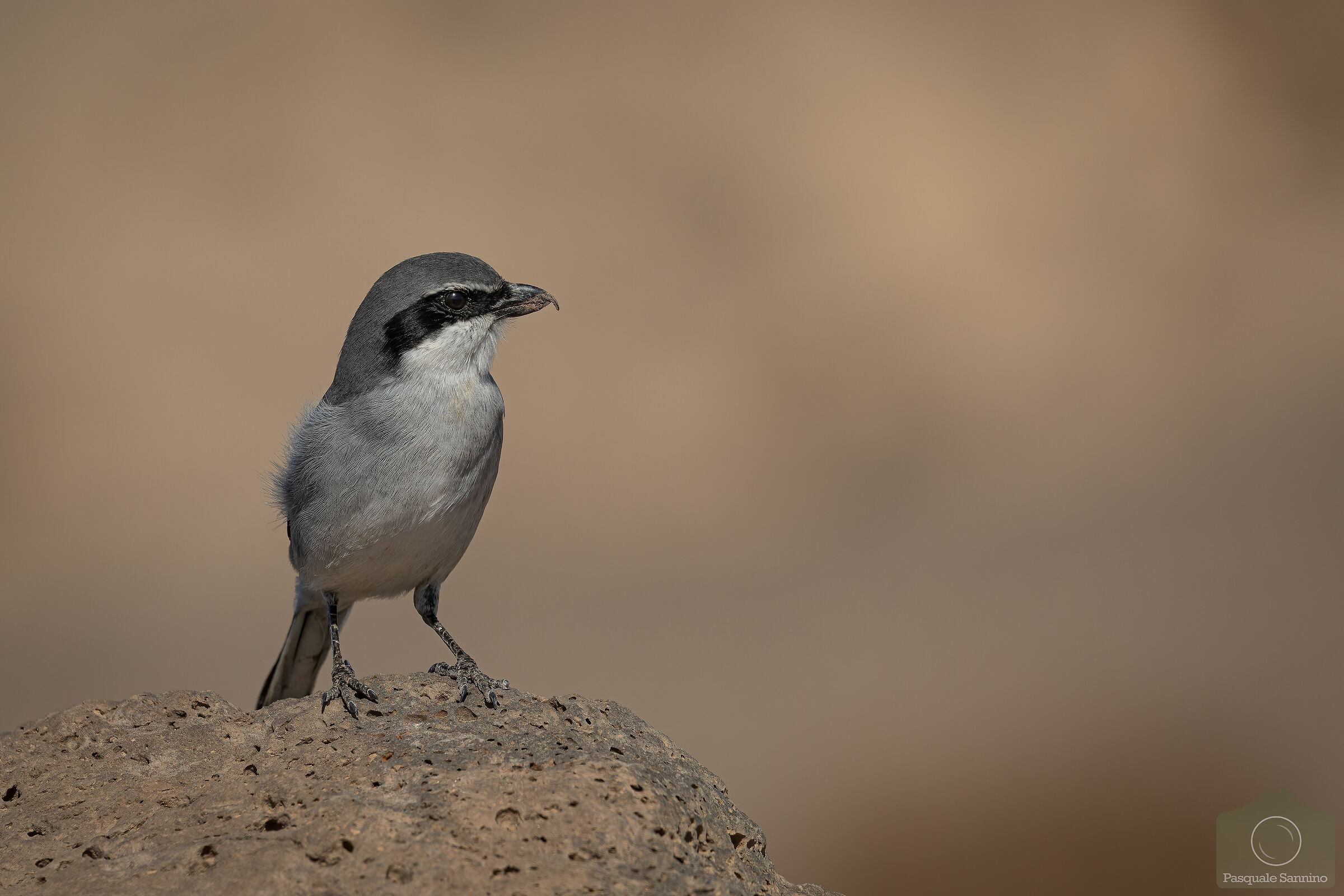 Averla Major South / Southern Lanius koeni