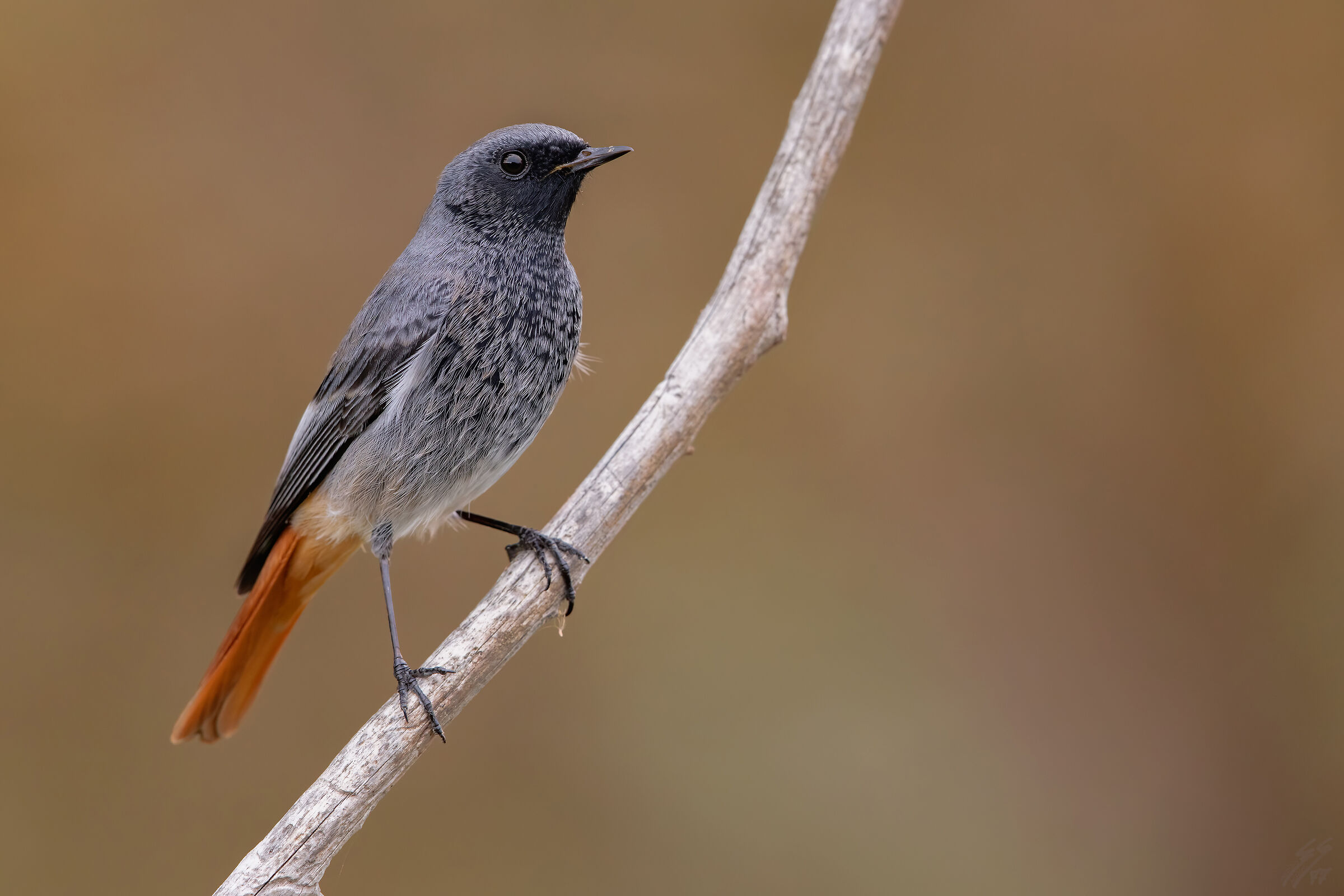 ..codirosso spazzacamino..
