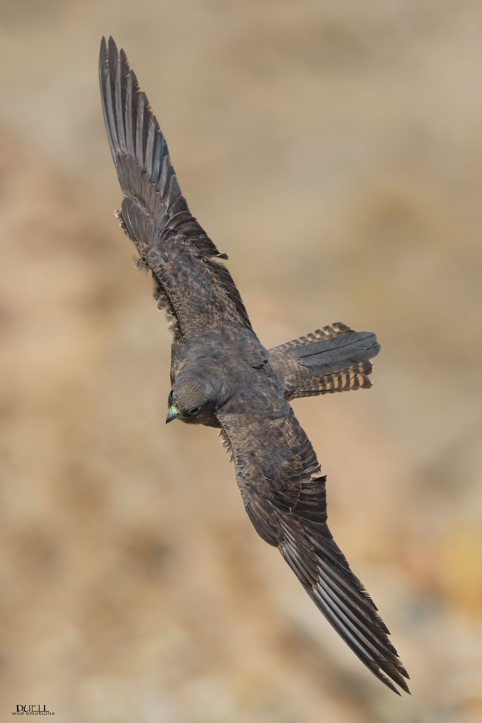 in flight