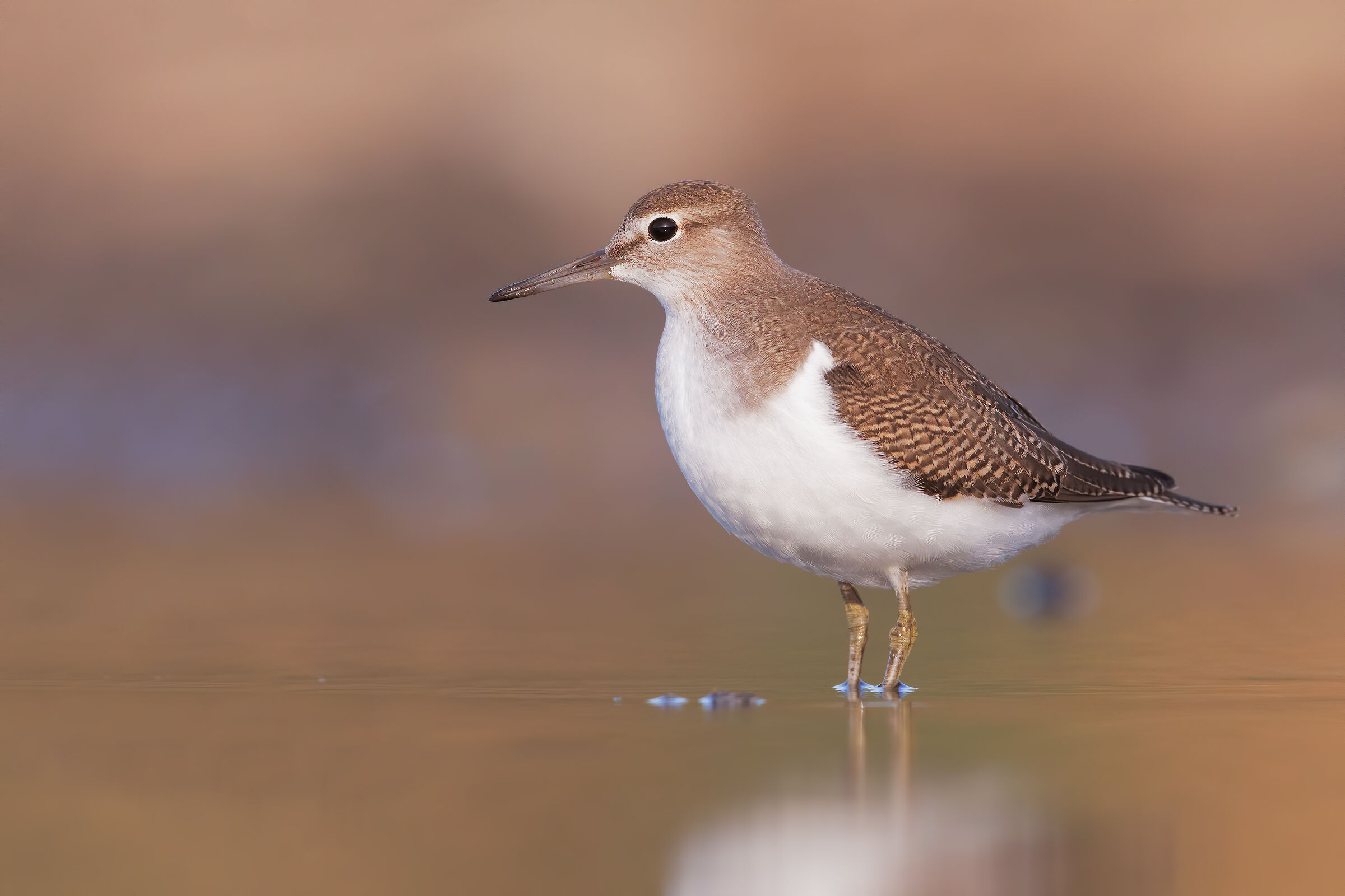 the dawn of the pyro