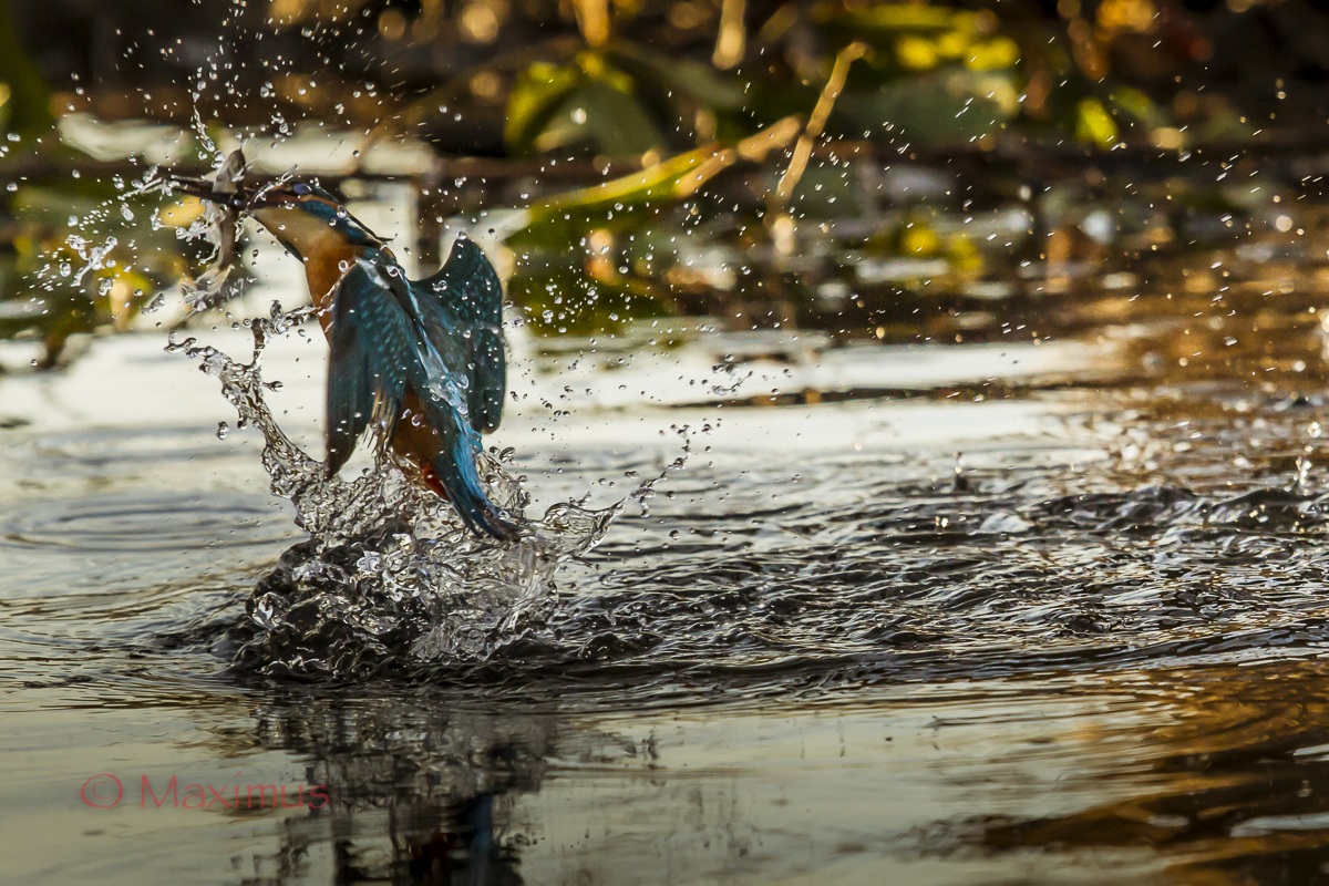 ... the king fisher ... revenge