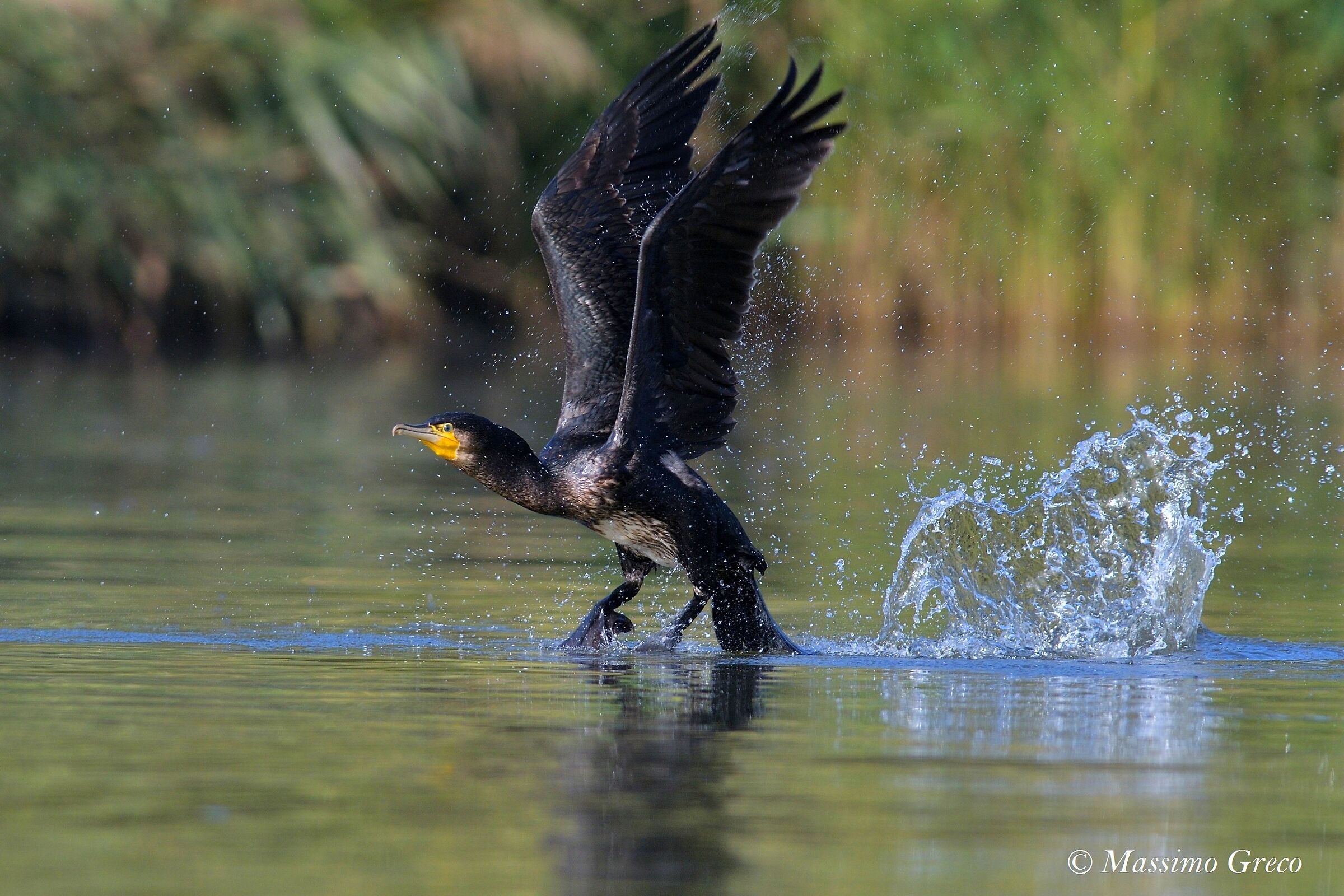 Cormoran (Phalacrocorax carbo)