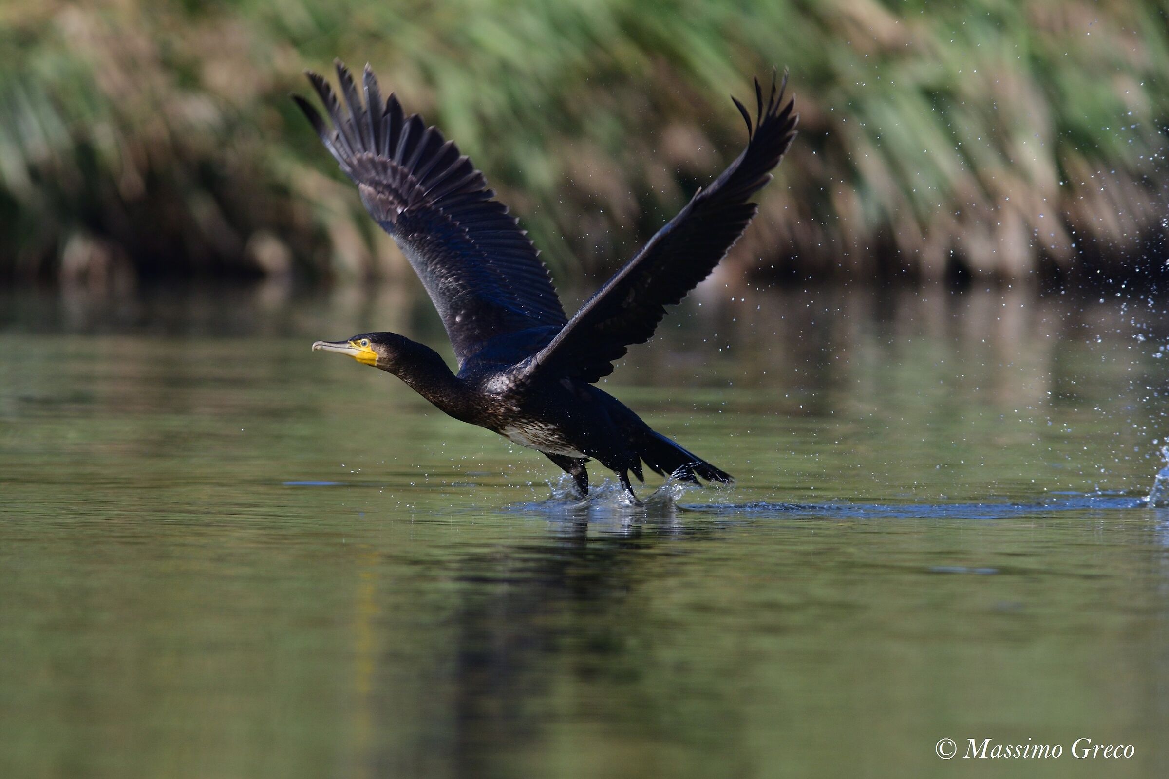 Cormoran (Phalacrocorax carbo)