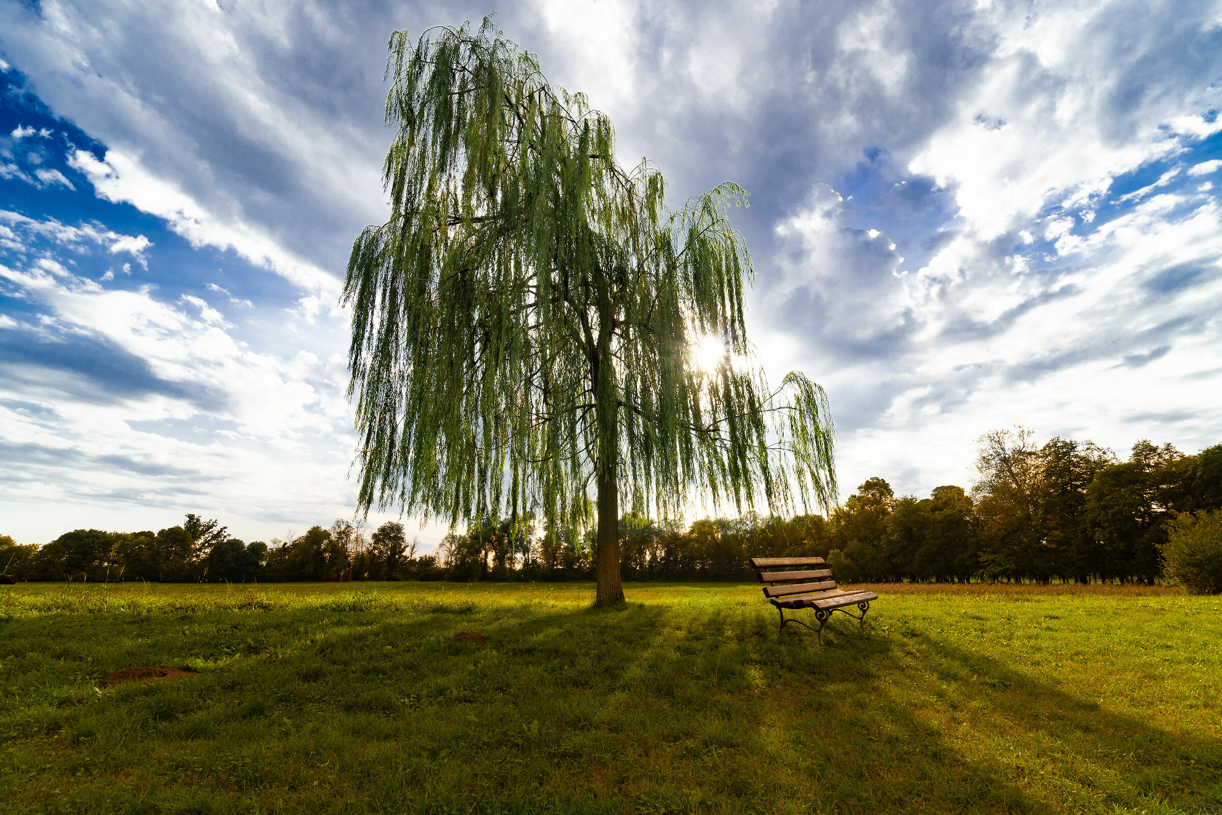 Salice in Villa Buri, Verona