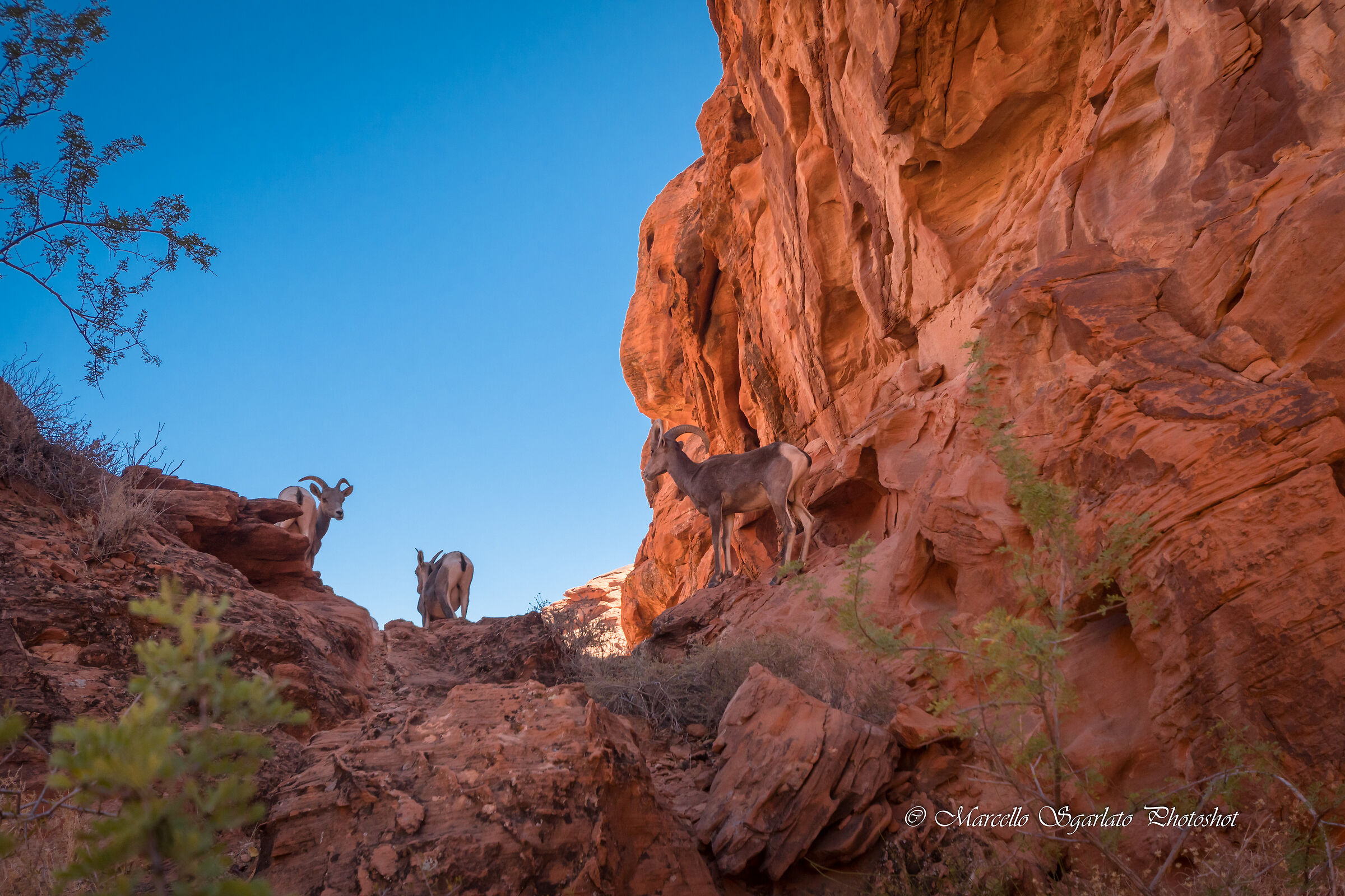 Stambecchi selvatici