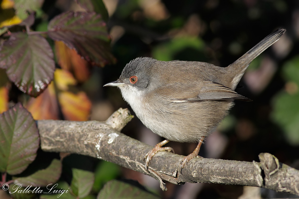 Warbler (Sylvia melanocephala)