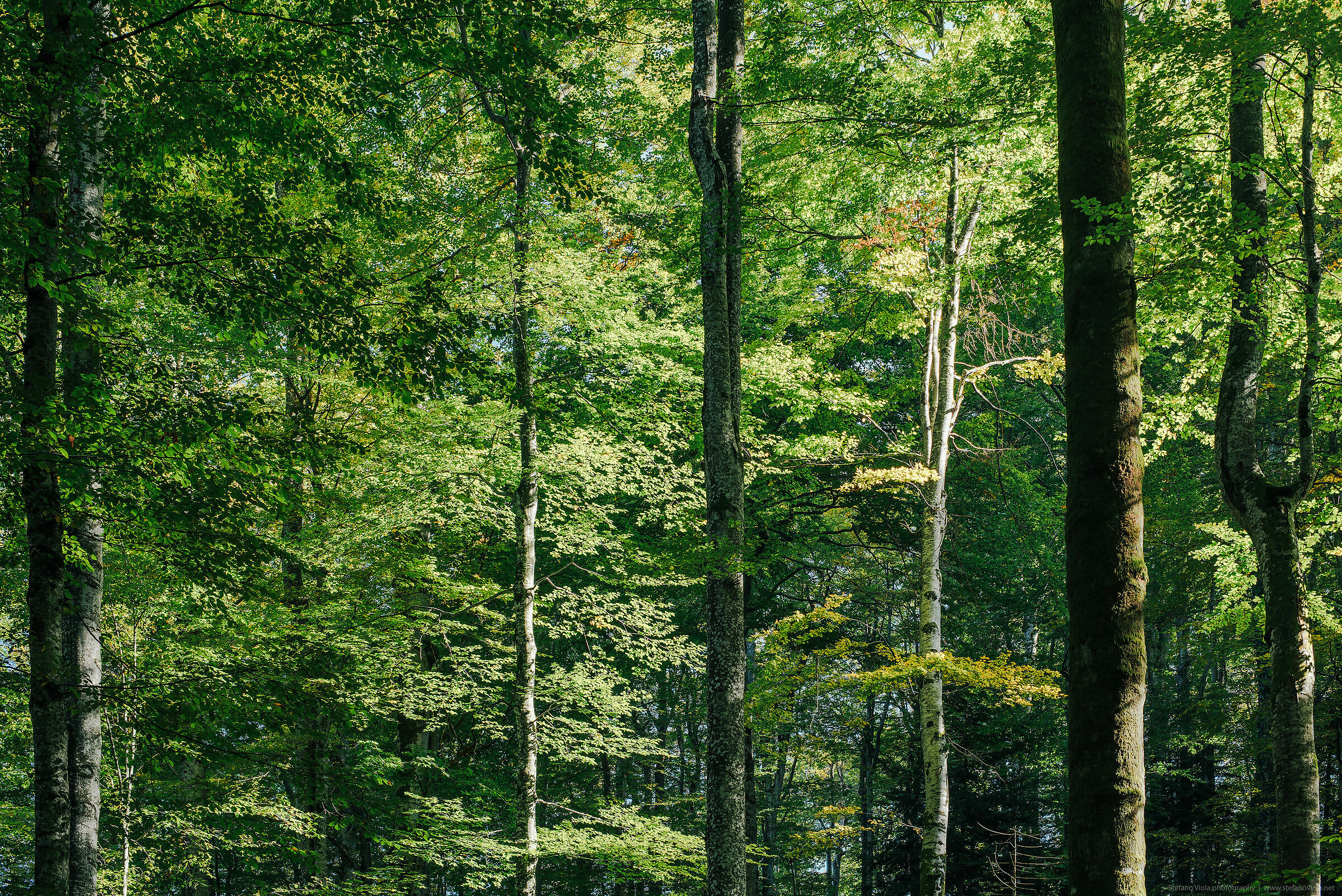 Into the Wood