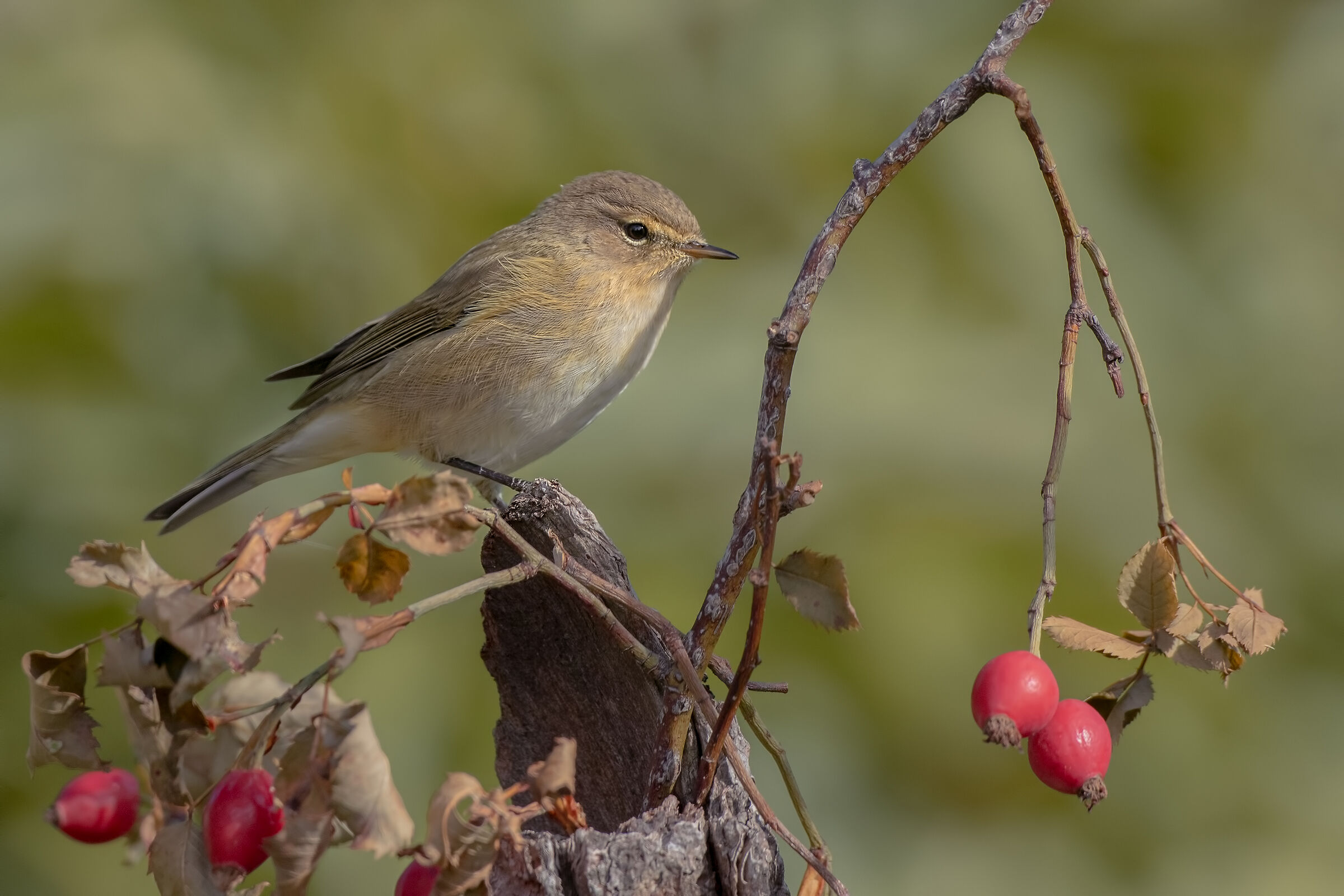 Luì piccolo ambientato