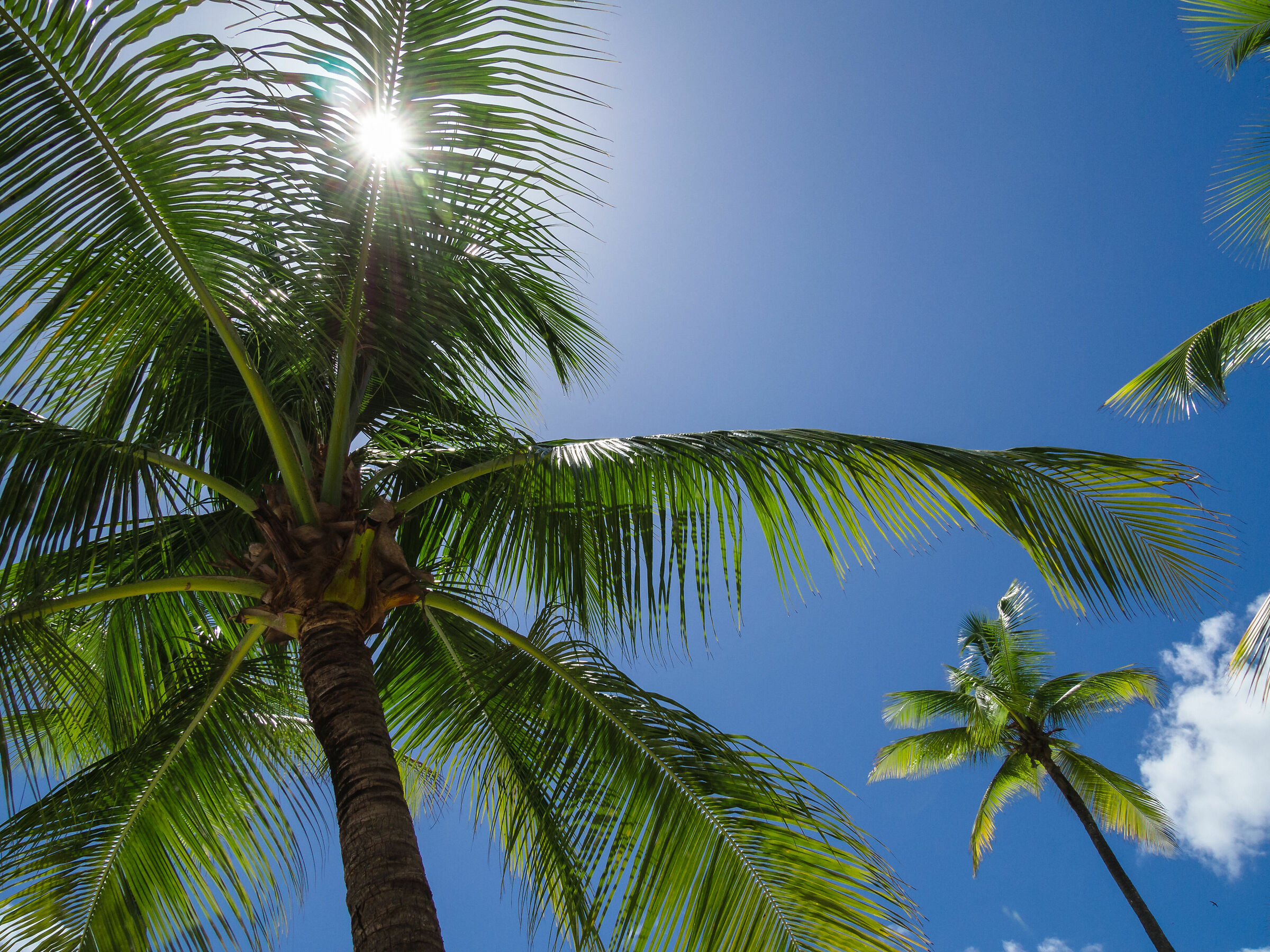 Caribbean