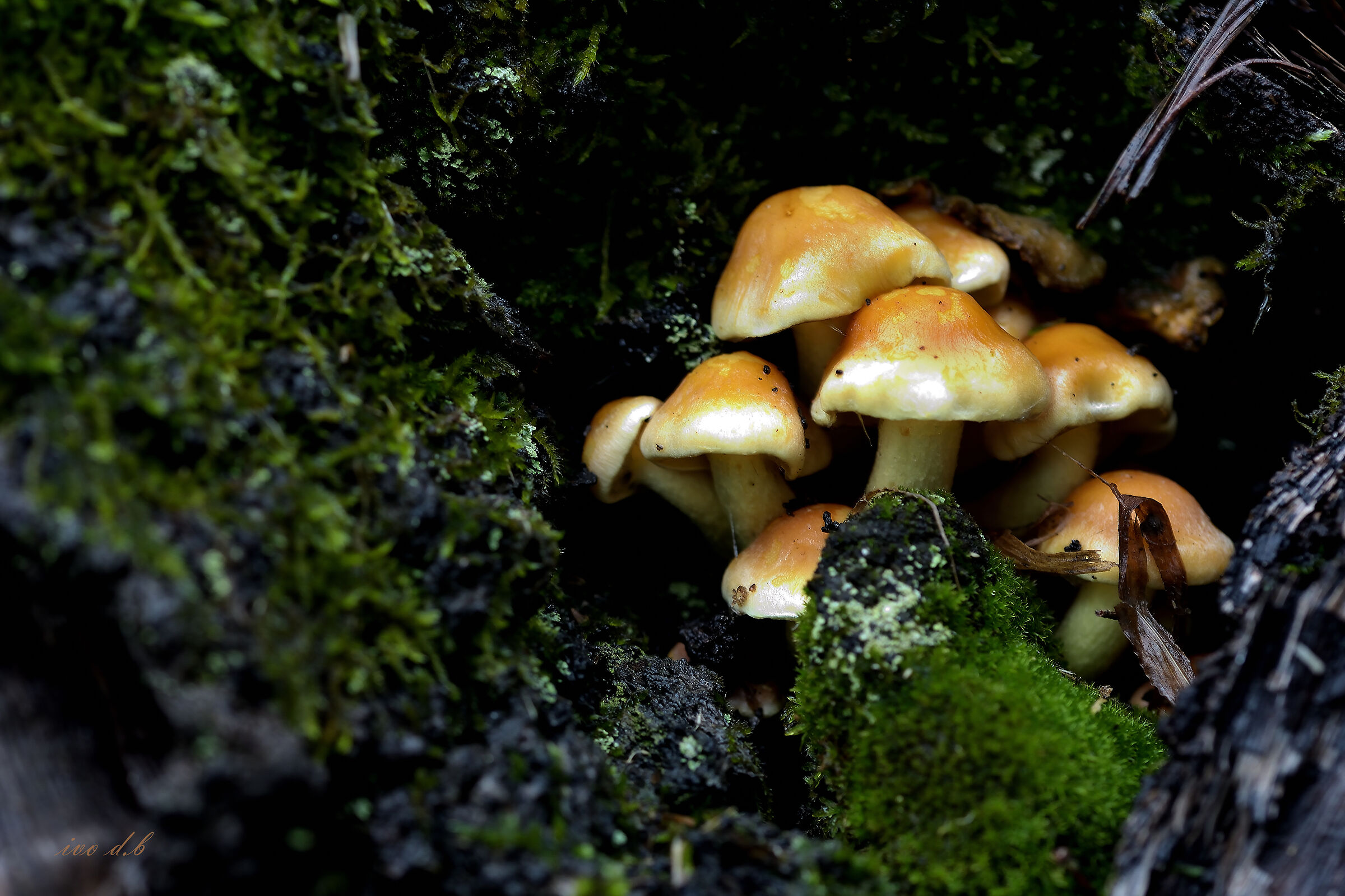 dentro ad un ceppo,al riparo