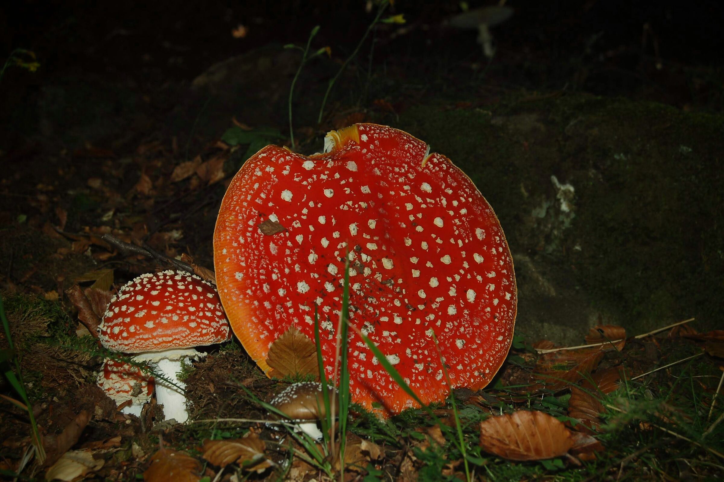Amanita muscaria
