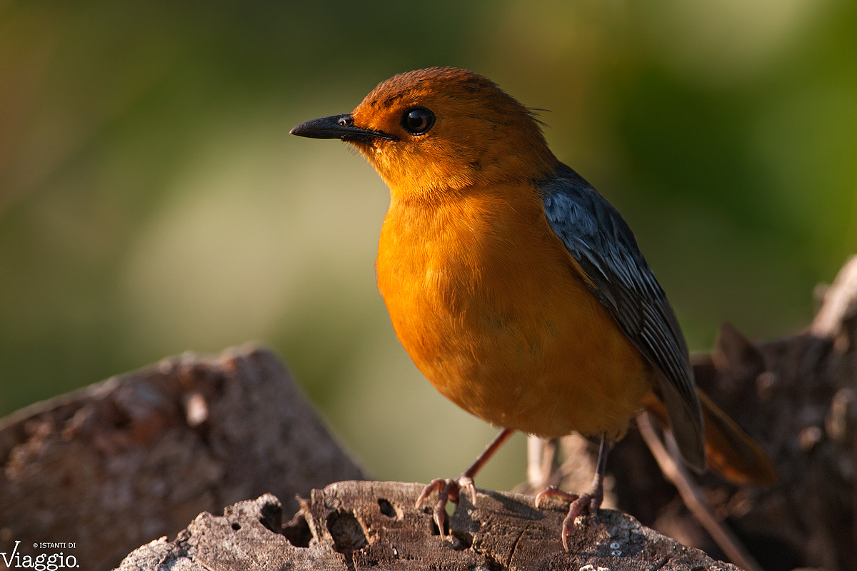 Tordo Pettirosso del Natal (Cossypha Natalensis)