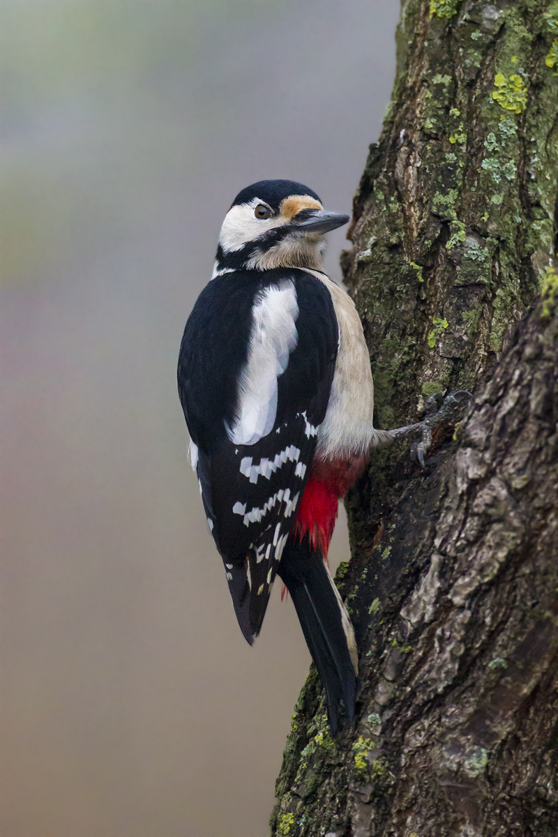 Rosso Maggiore MkIV a 12800 ISO