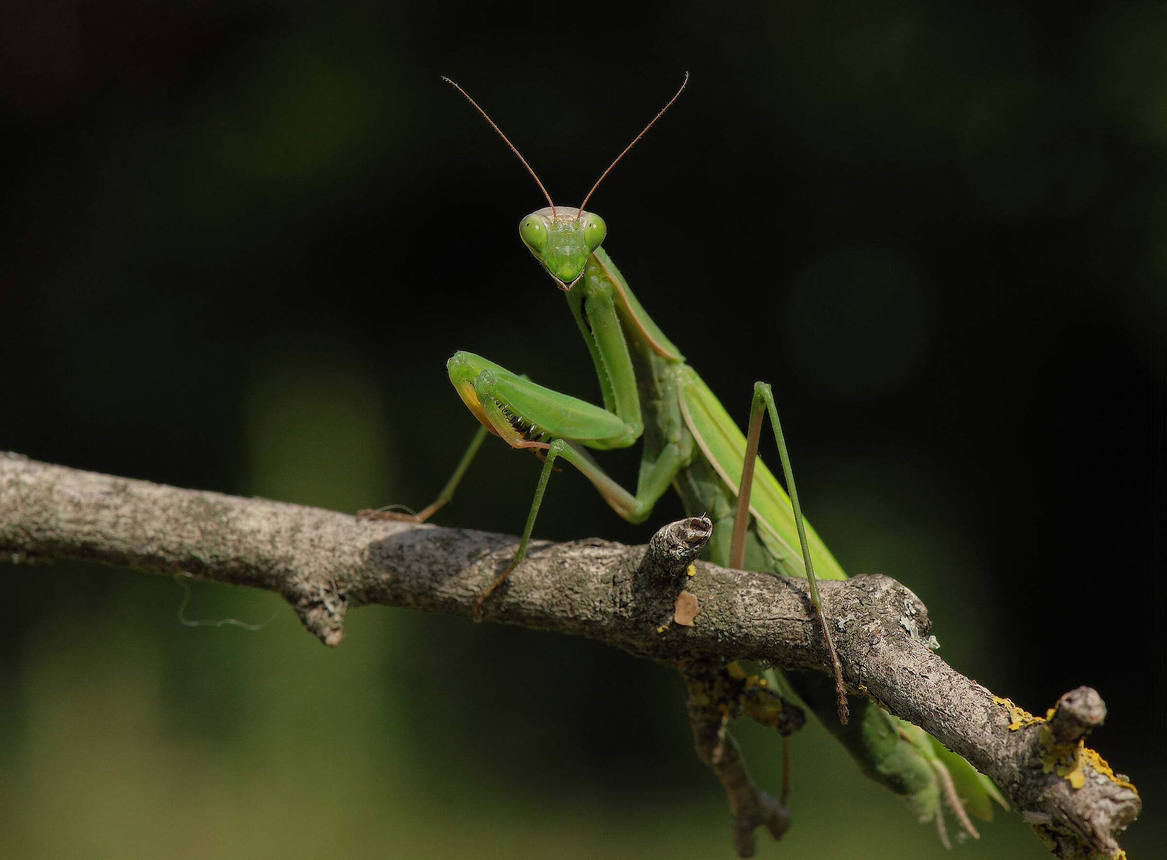 Religious mantis