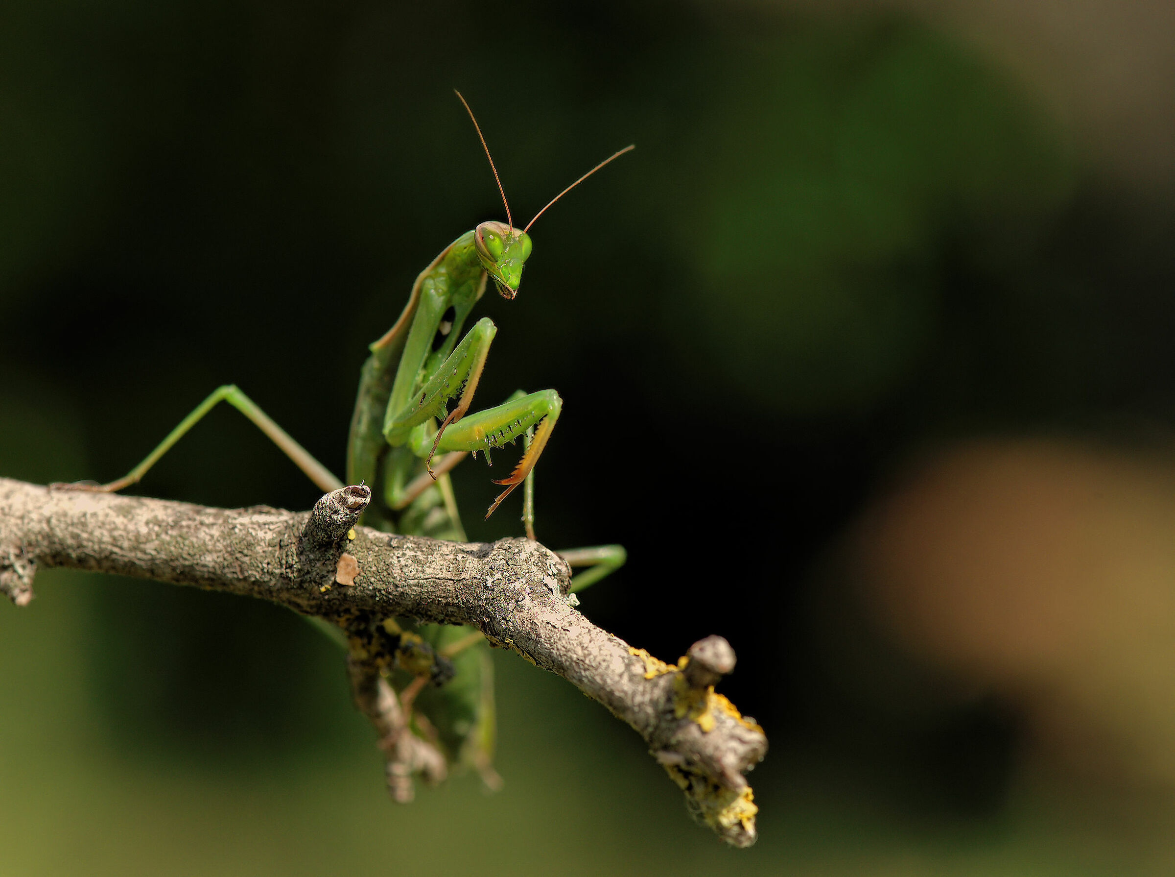 Religious mantis