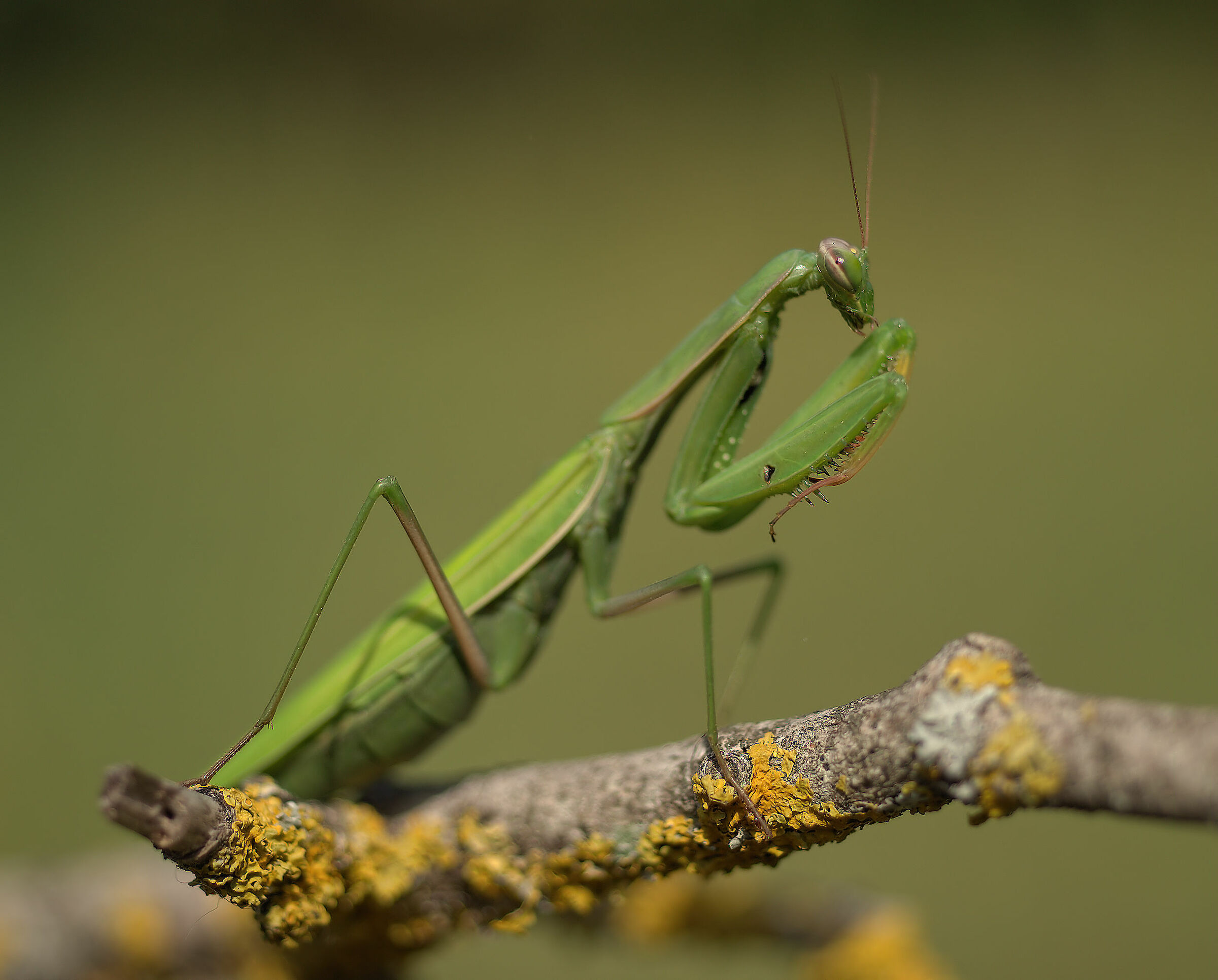 Religious mantis