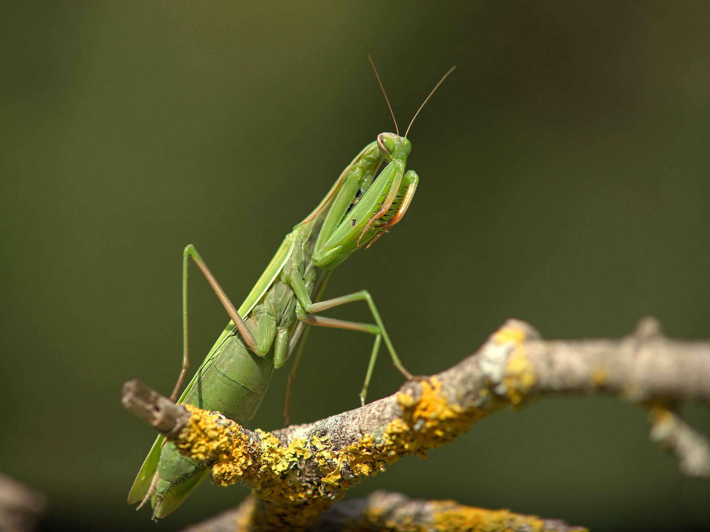 Religious mantis