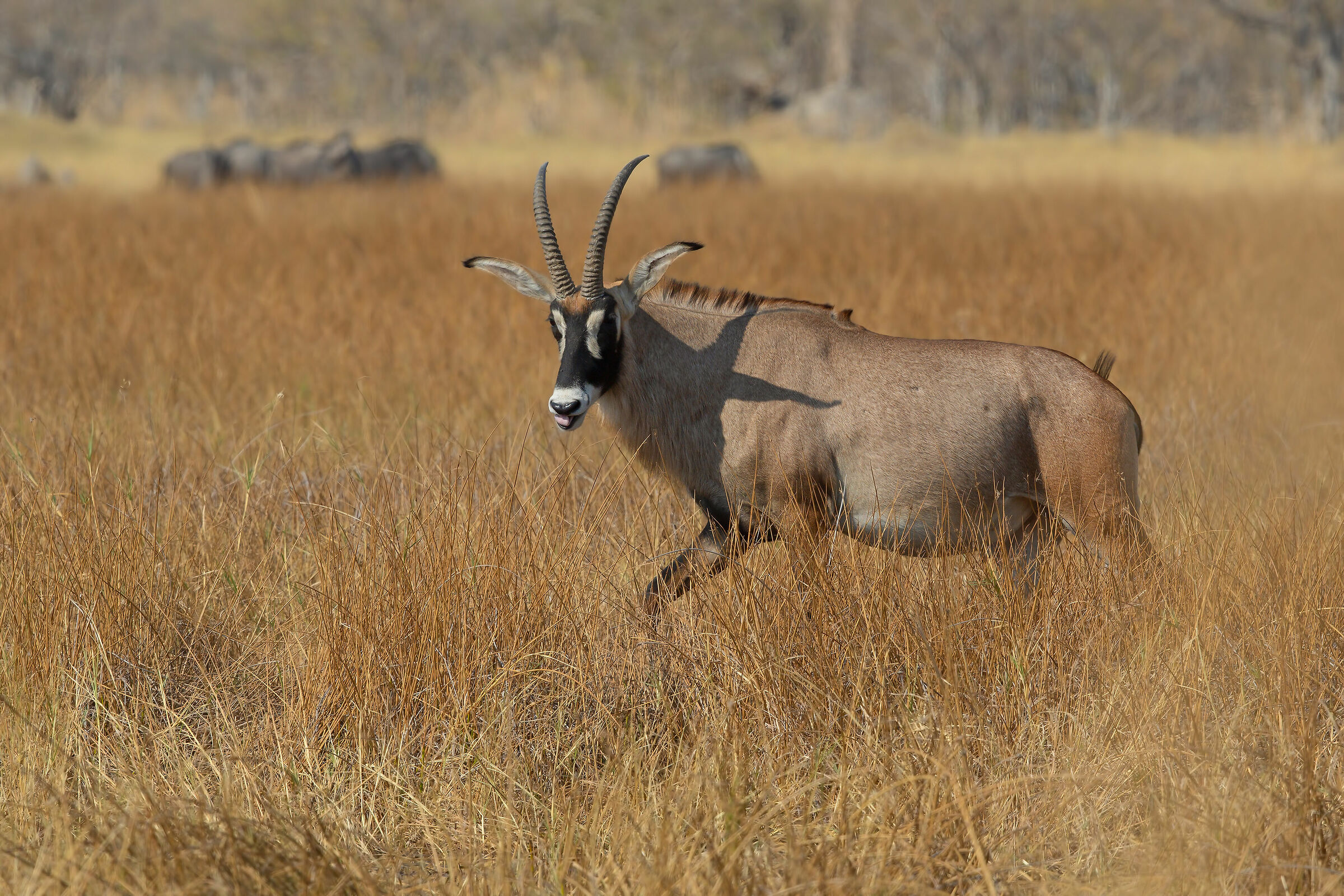 Her Majesty the Roana