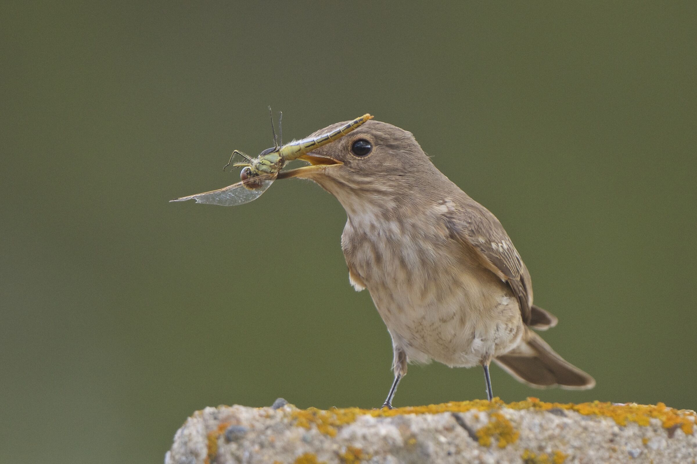 Fly-takers with dragonfly