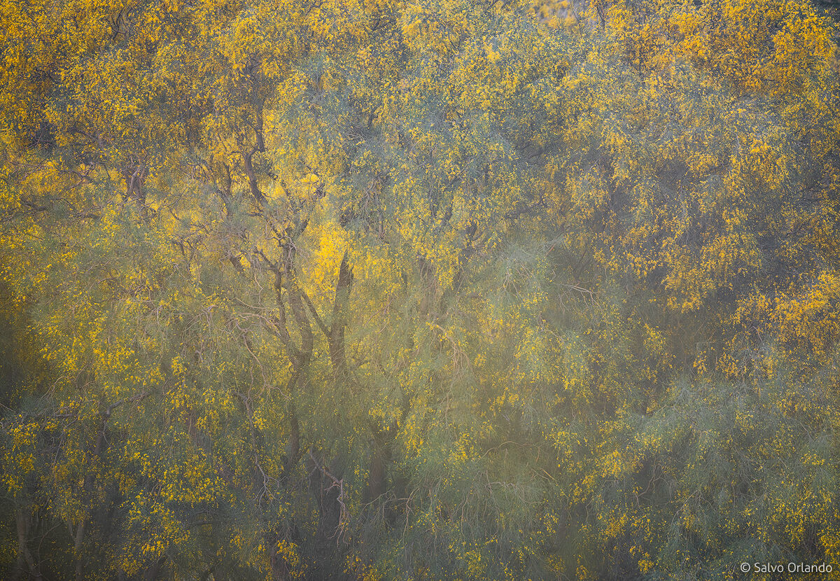 Mystical Brooms, New