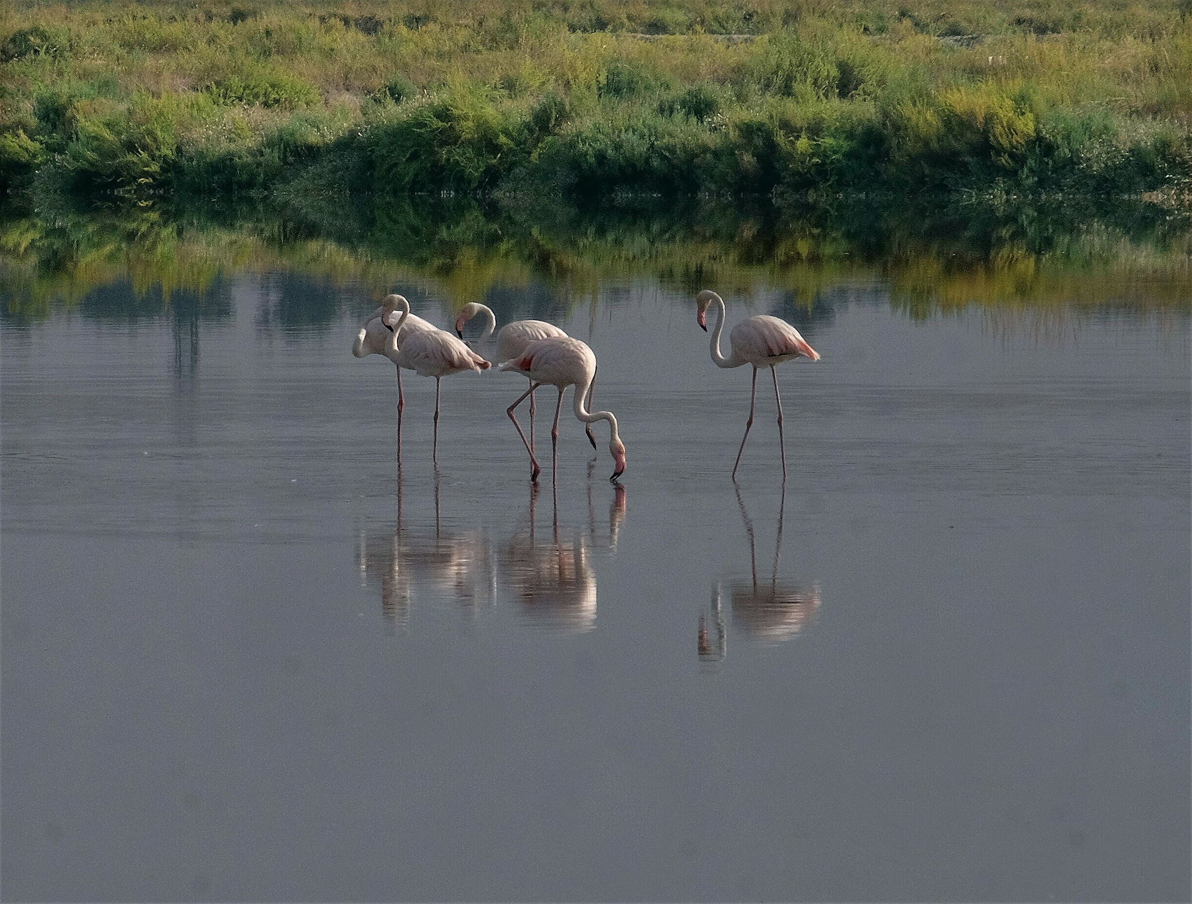 Flamingos