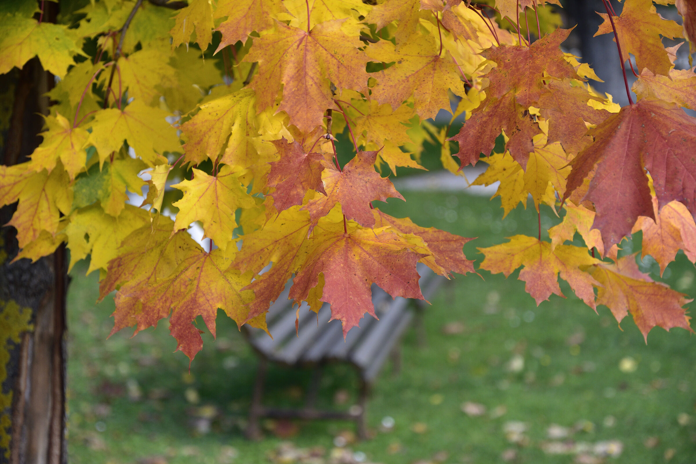 Autumn in the garden