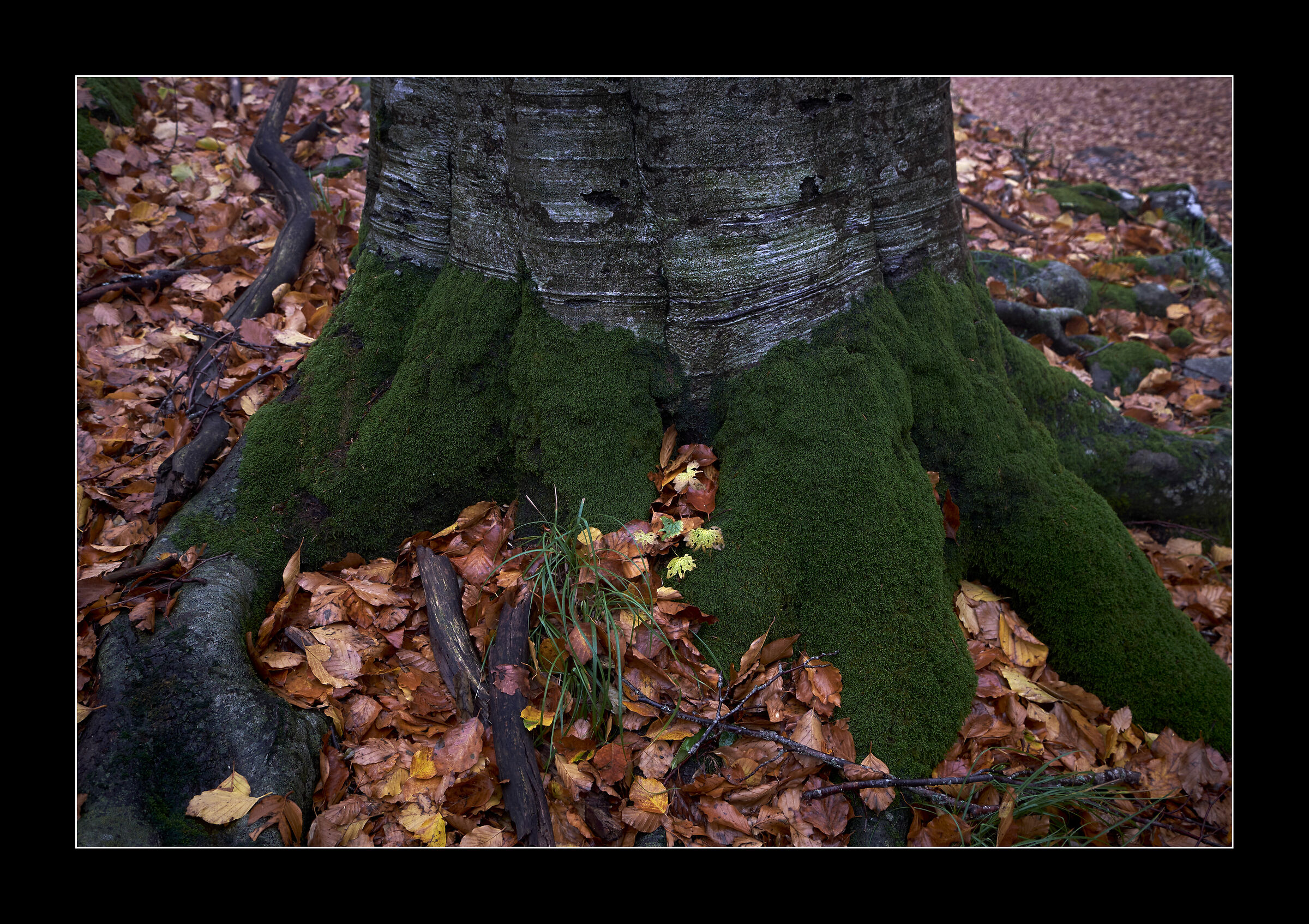 Beech.... with green socks