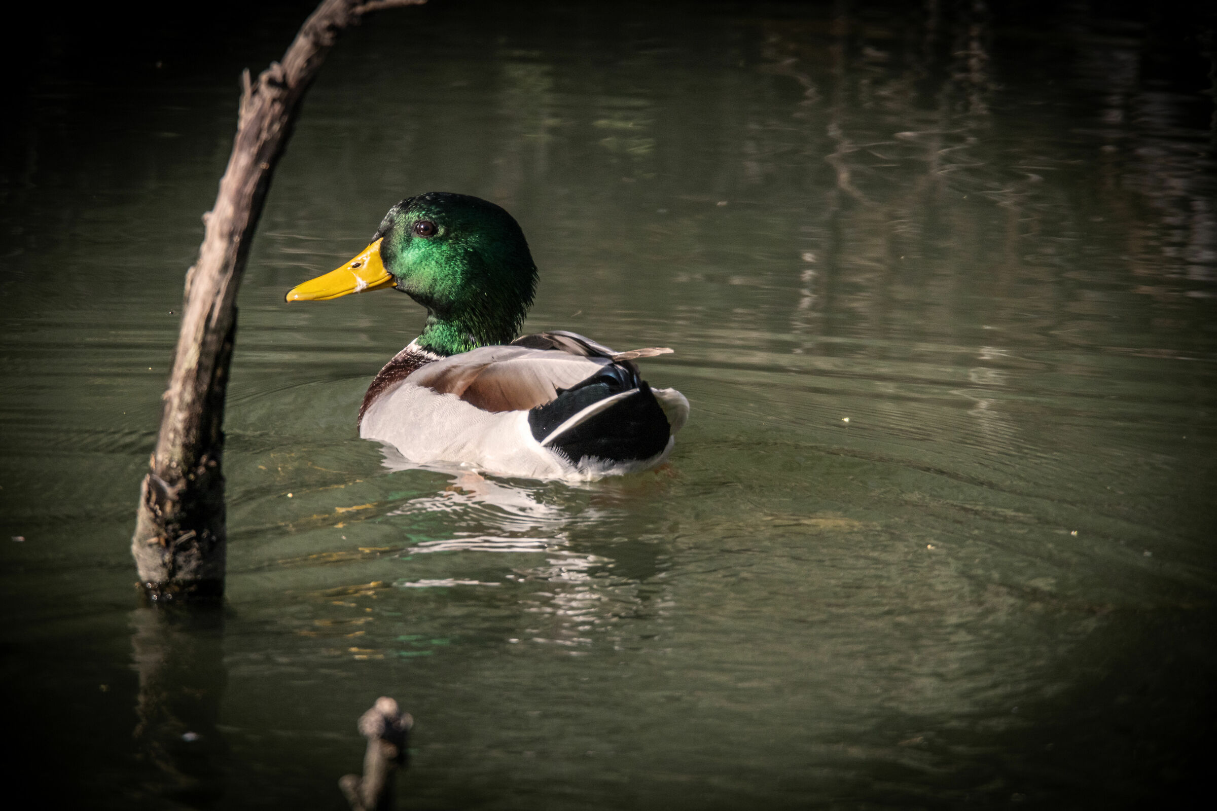 Eor R con Tamron 150-600 G1 più 2x