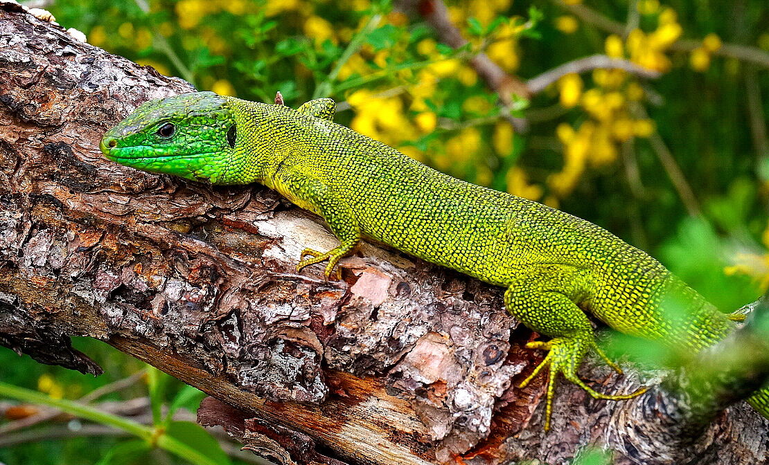 L'amico color smeraldo