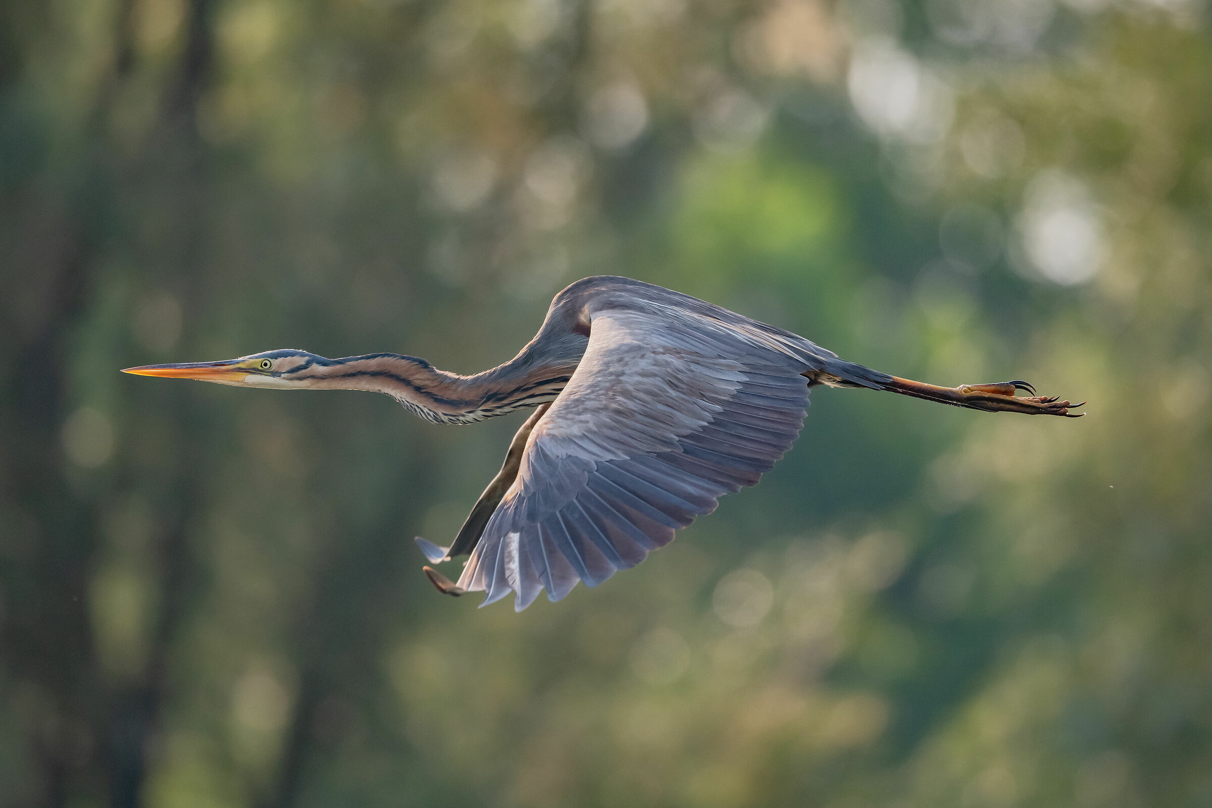 red heron