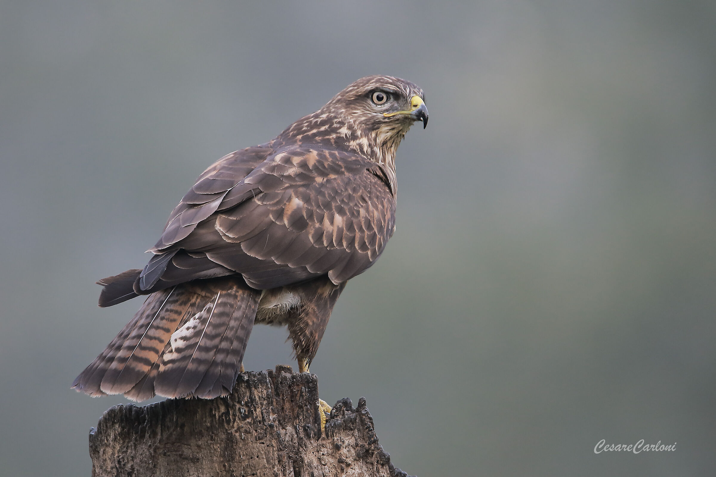 Poiana (buteo buteo)