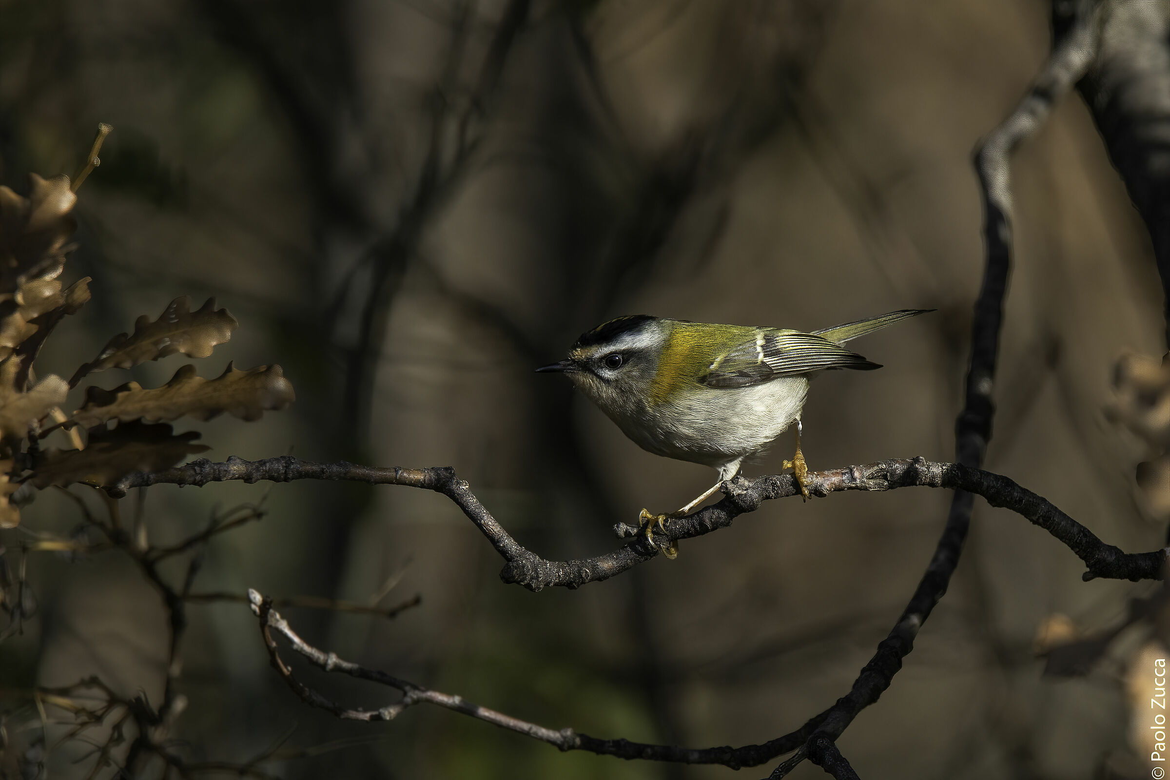 Fiorrancino in the thick of the vegetation