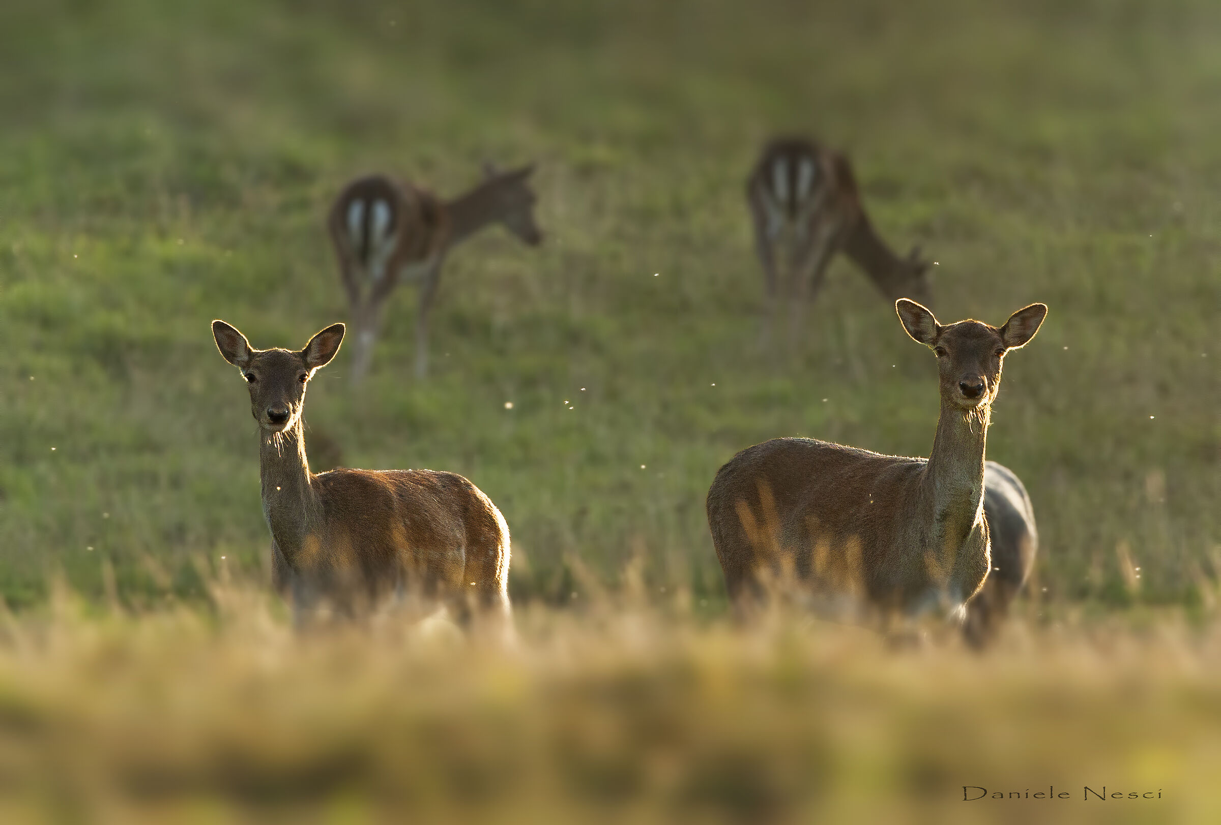 Donzelle al tramonto..