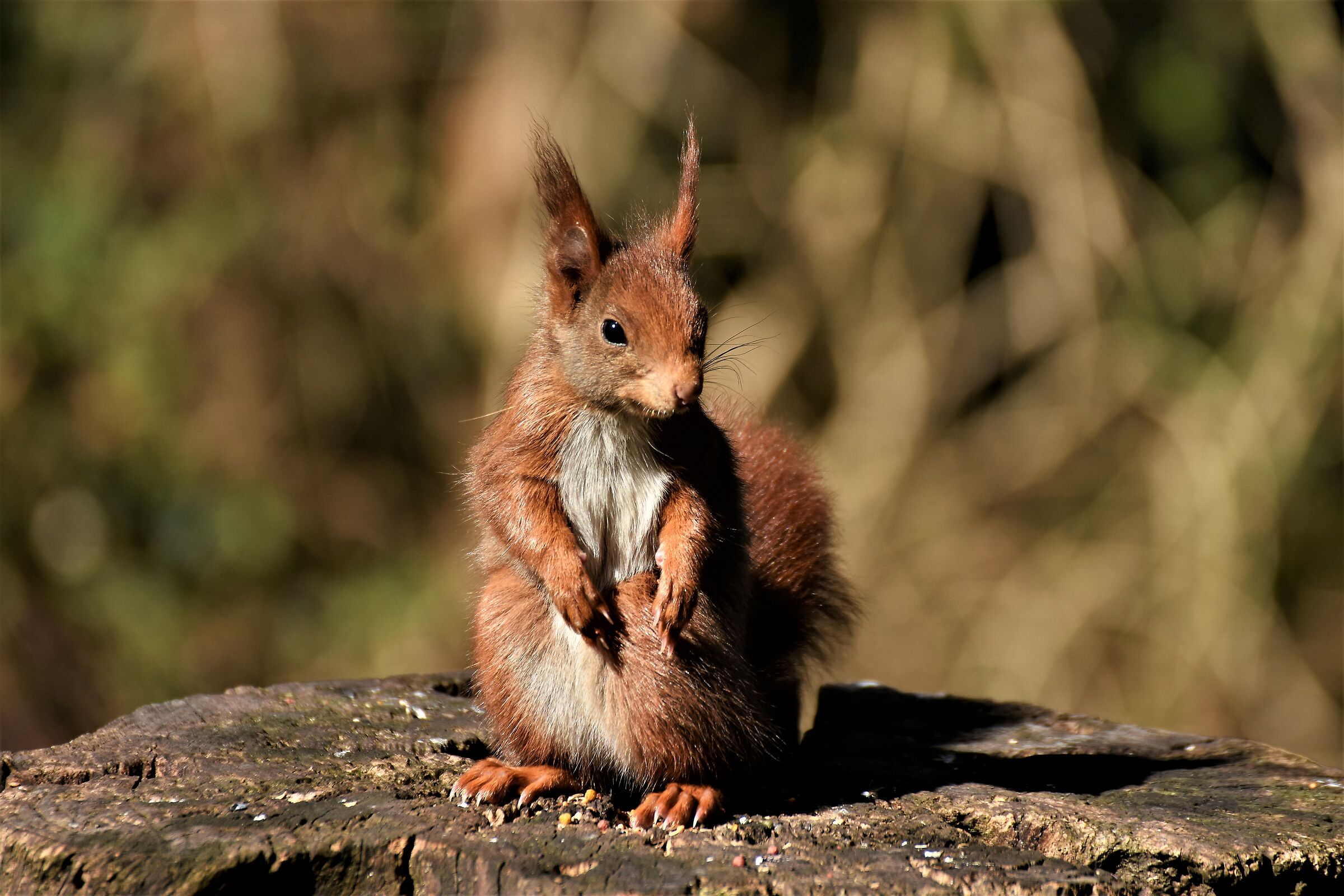 red squirrel ourown