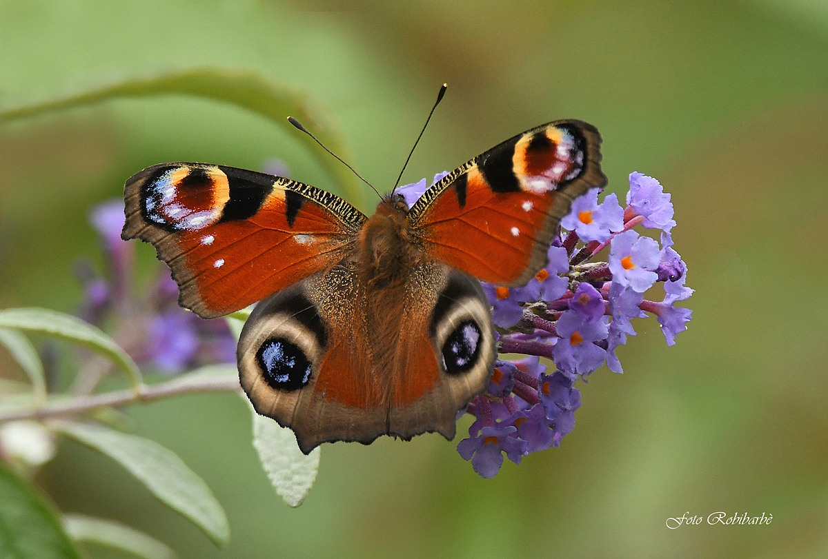 An unpretentious Vanessa...